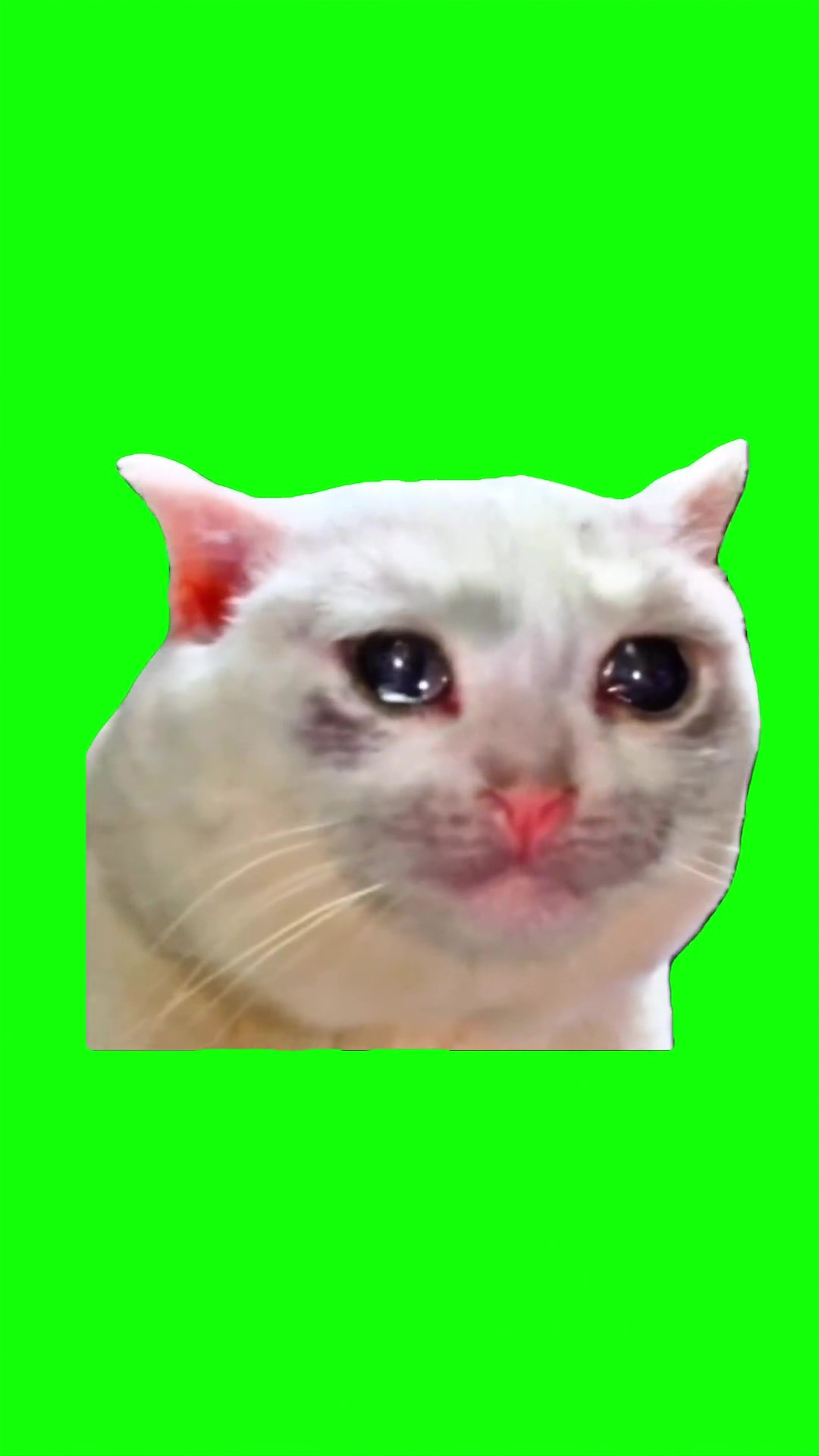 Sad cat crying green screen