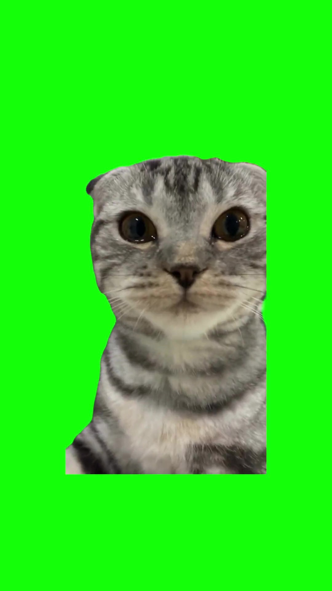 Sad cat green screen
