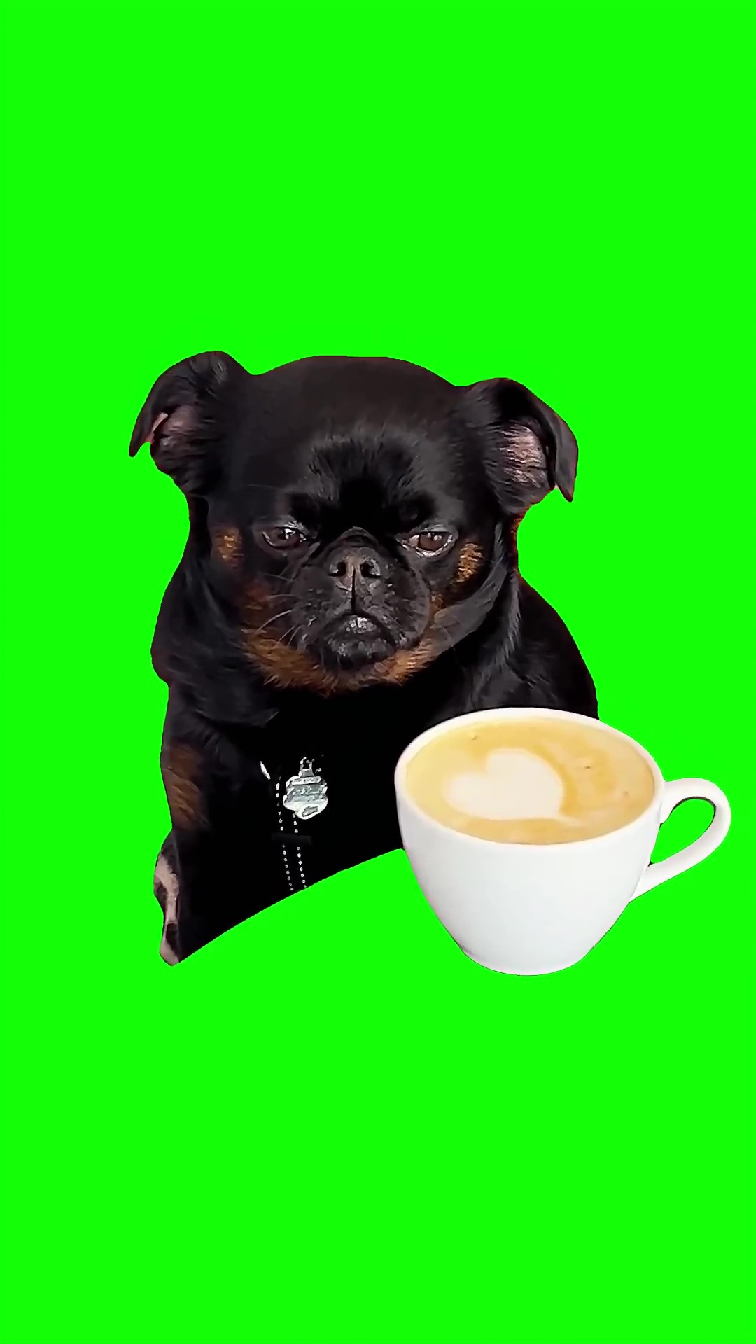 Sad dog thinking green screen