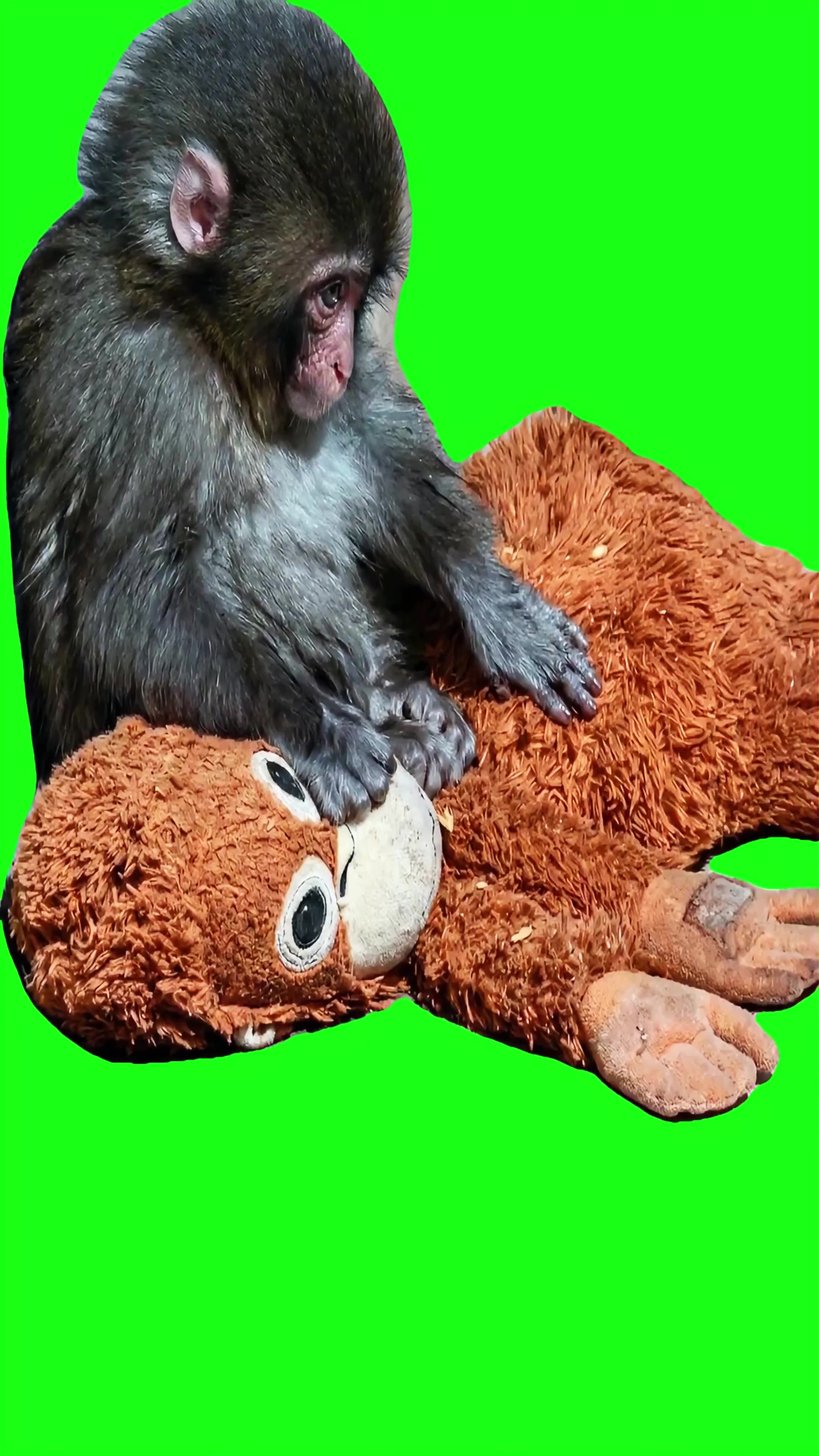 Sad monkey green screen