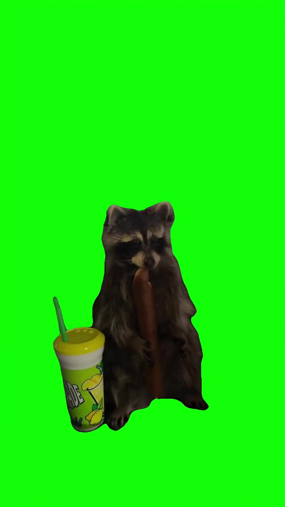Sad racoon green screen