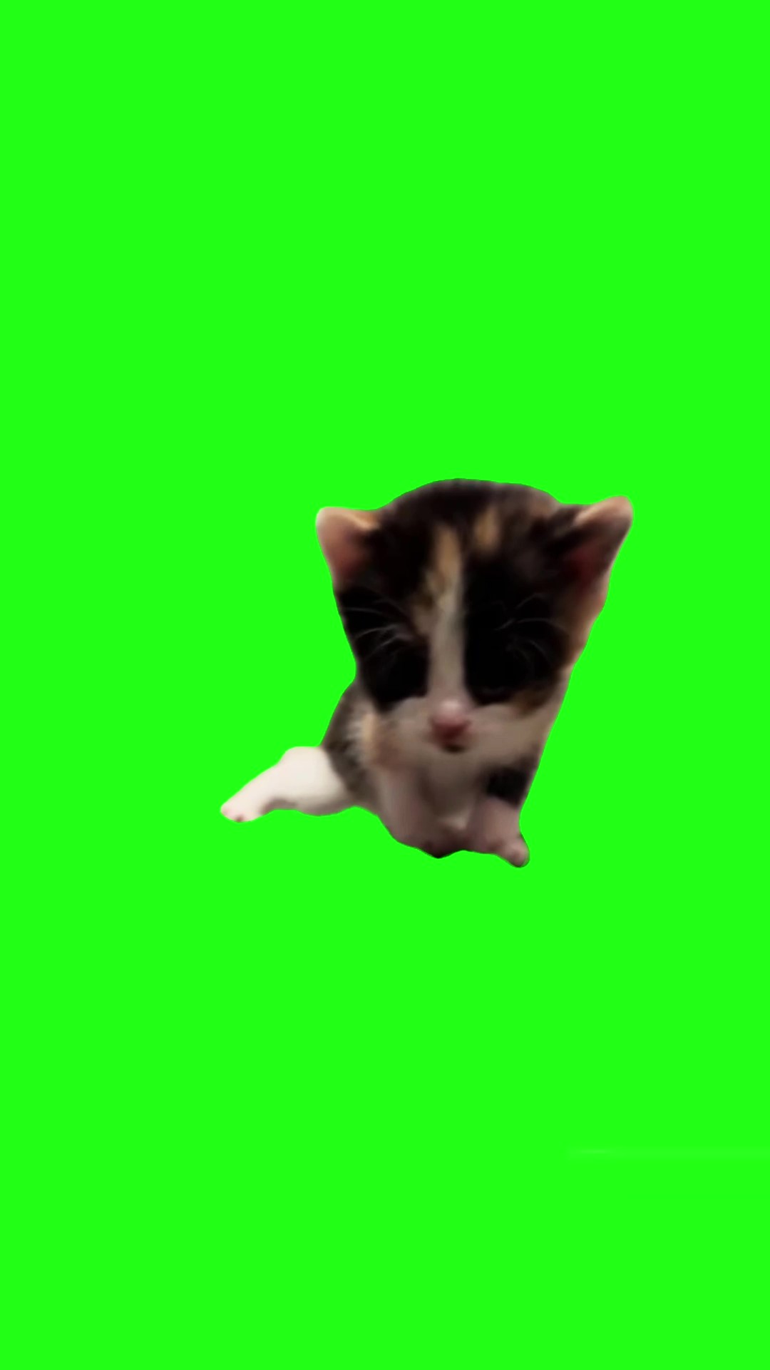Sakadung Padungding Cat green screen