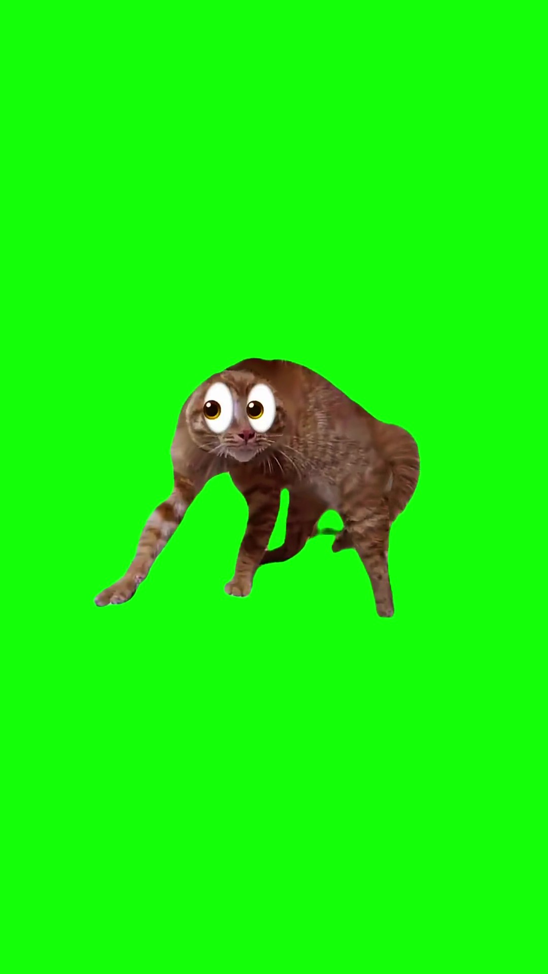 Scared cat all the girls go loca green screen