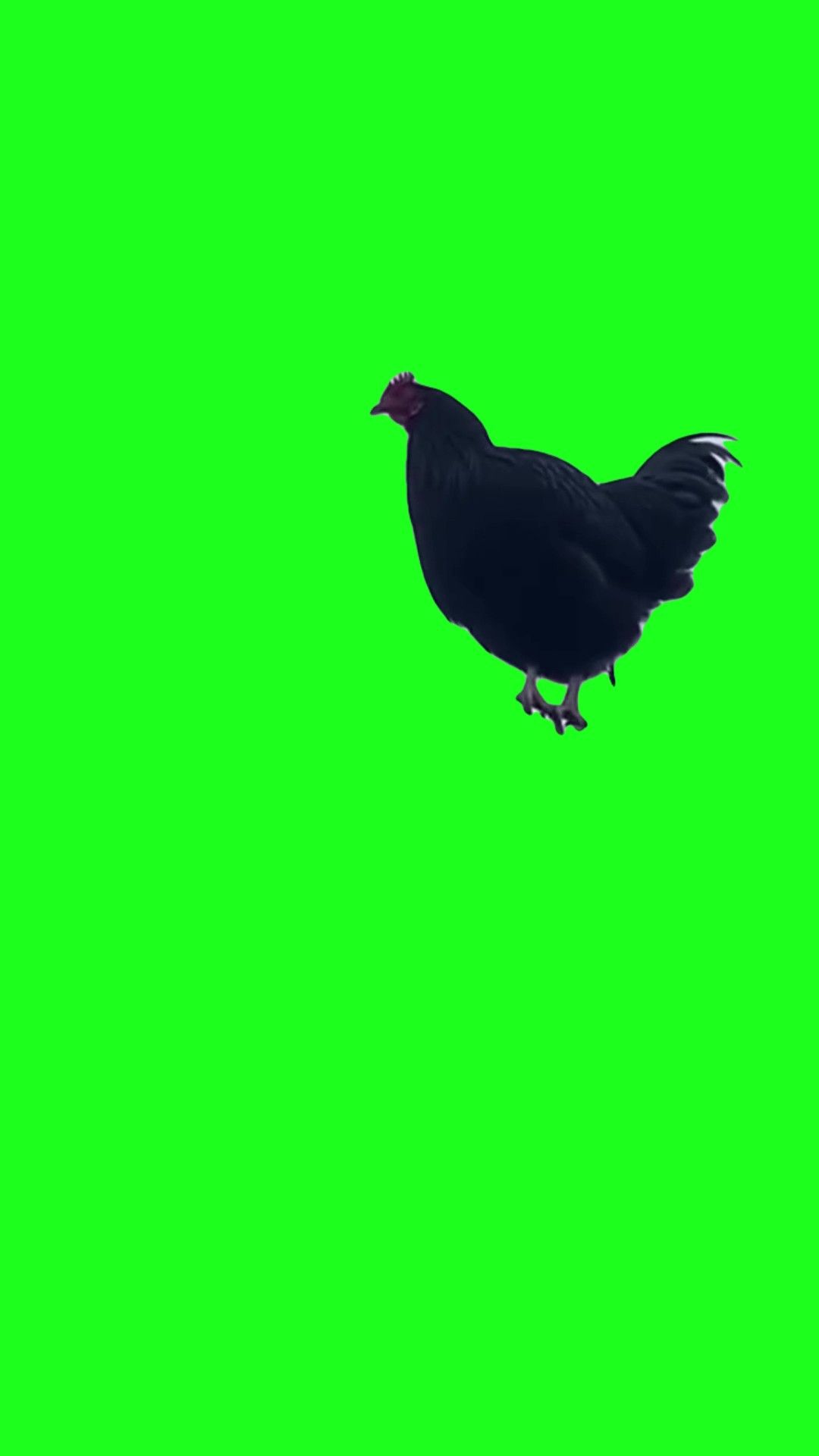 Screaming chicken