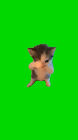 Scuba Cat Meme green screen