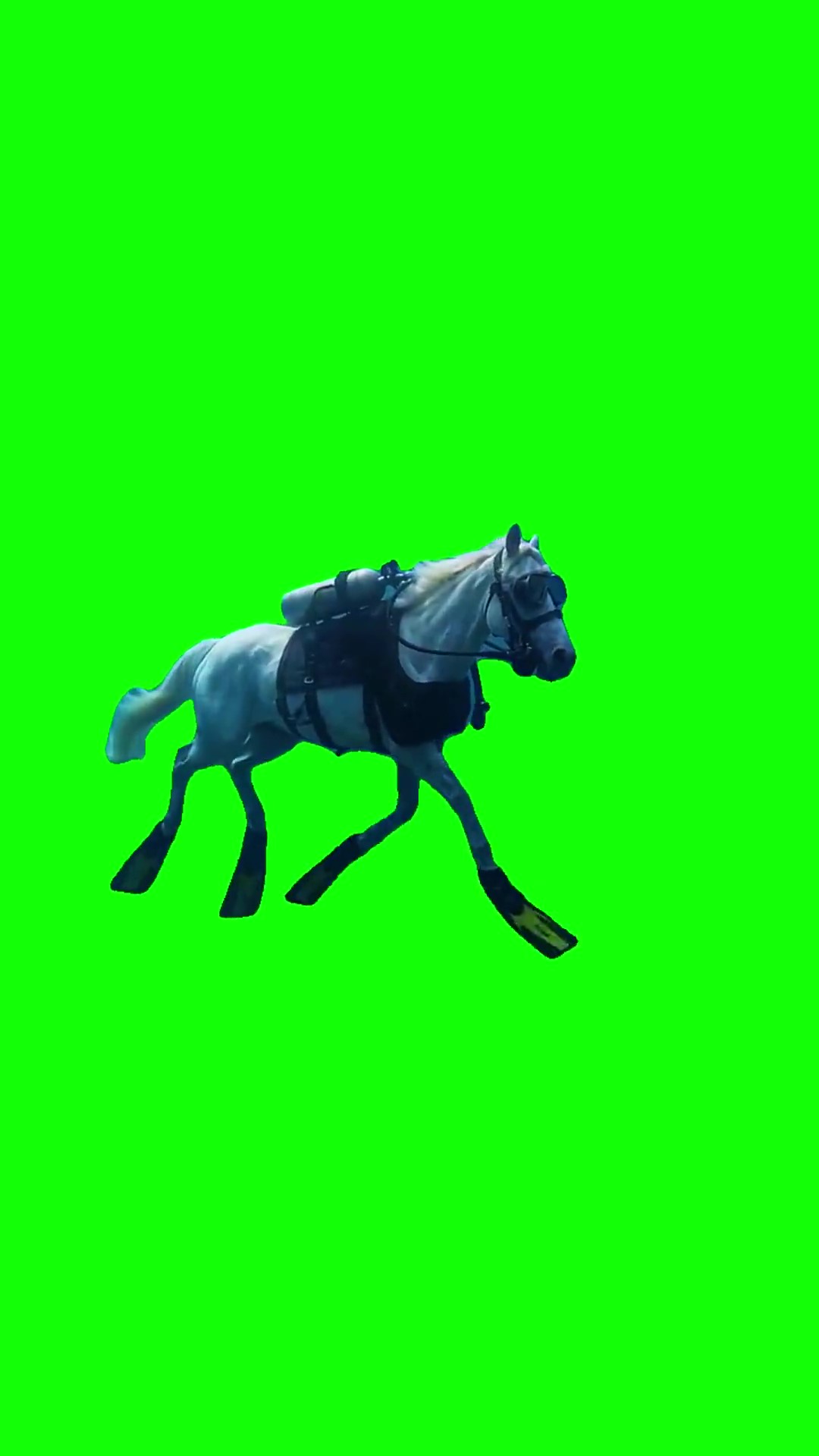 Scuba Horse green screen