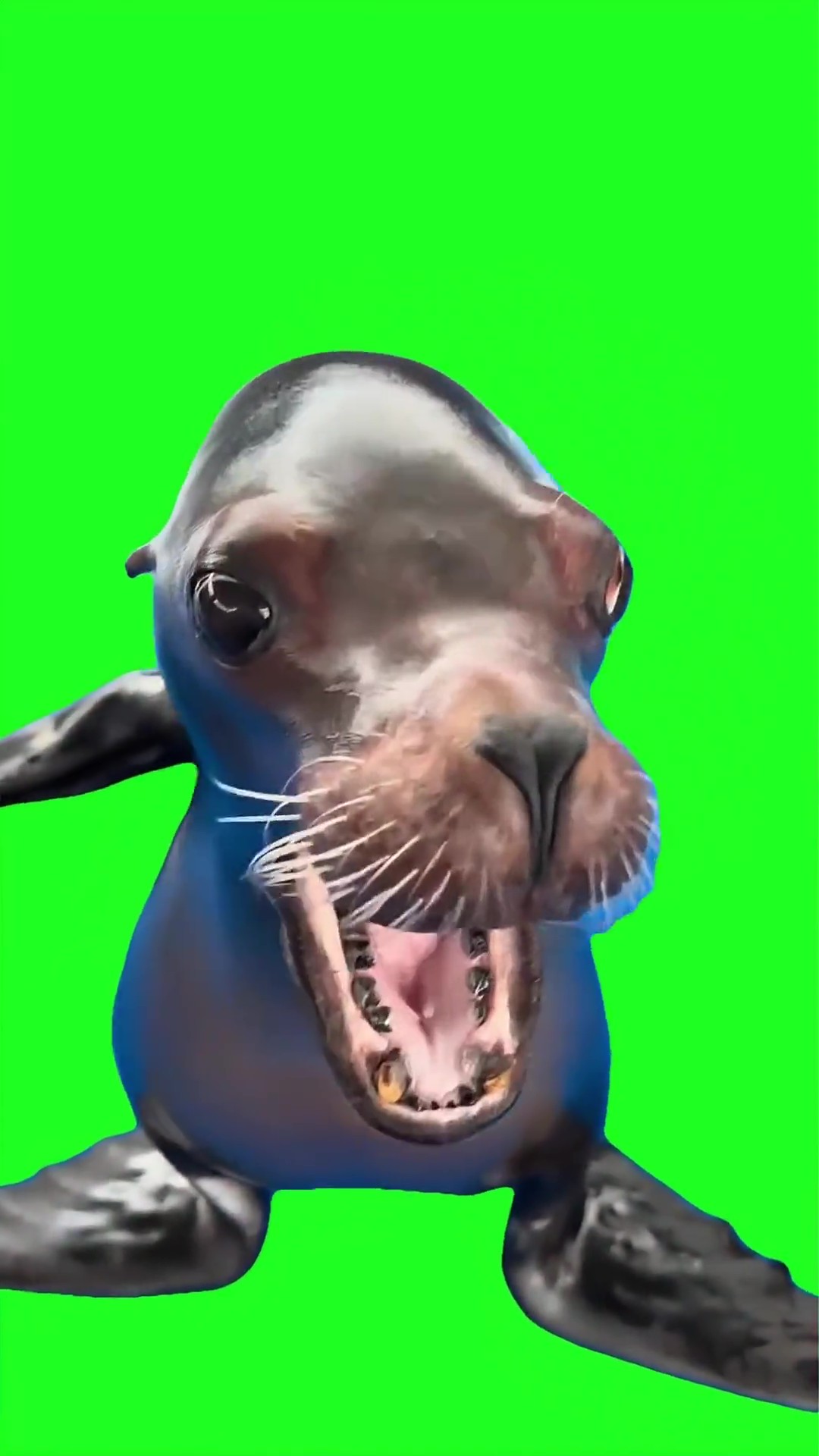 Sea Lion Says Awwww green screen