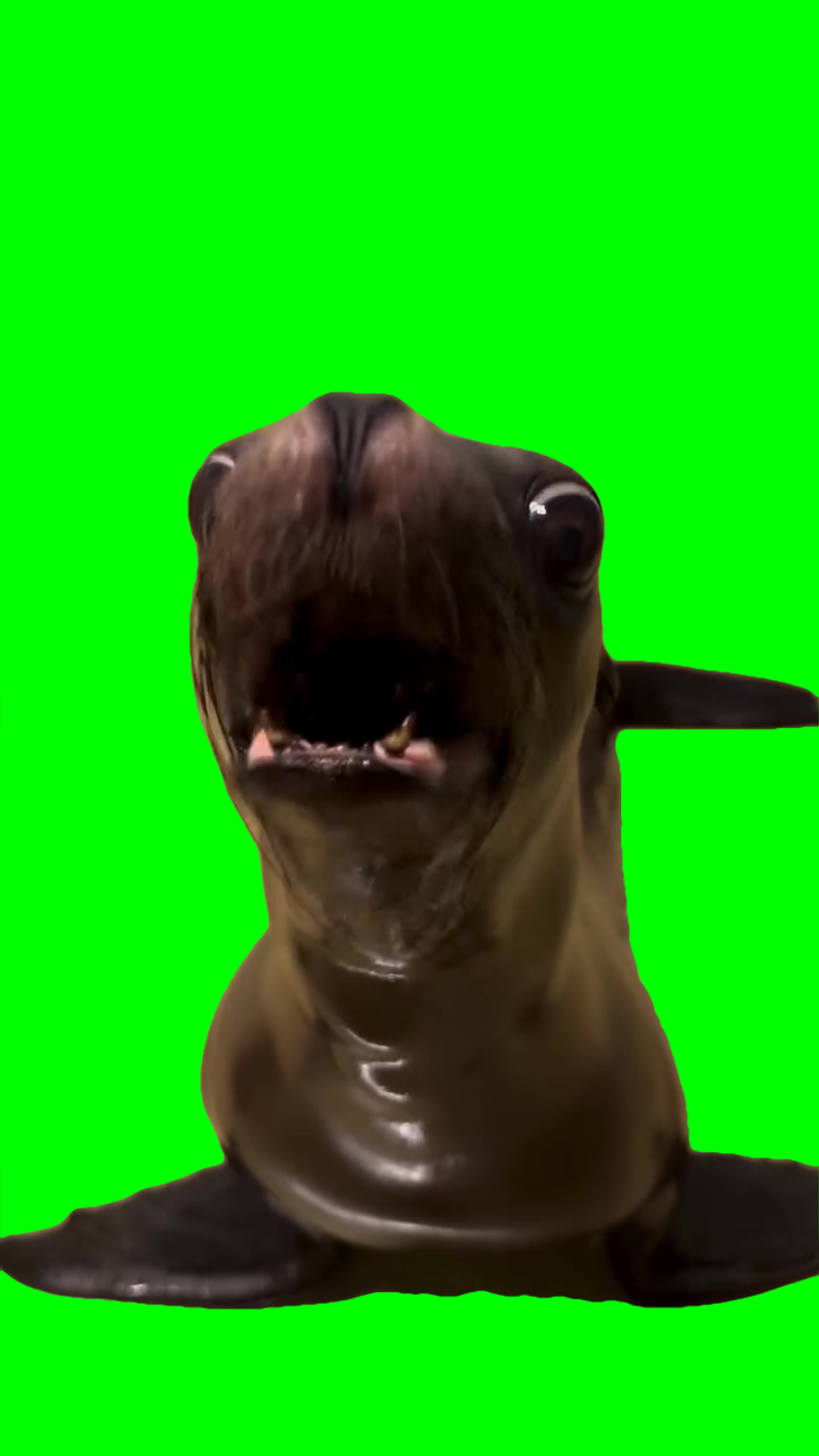 Sea lion talking green screen