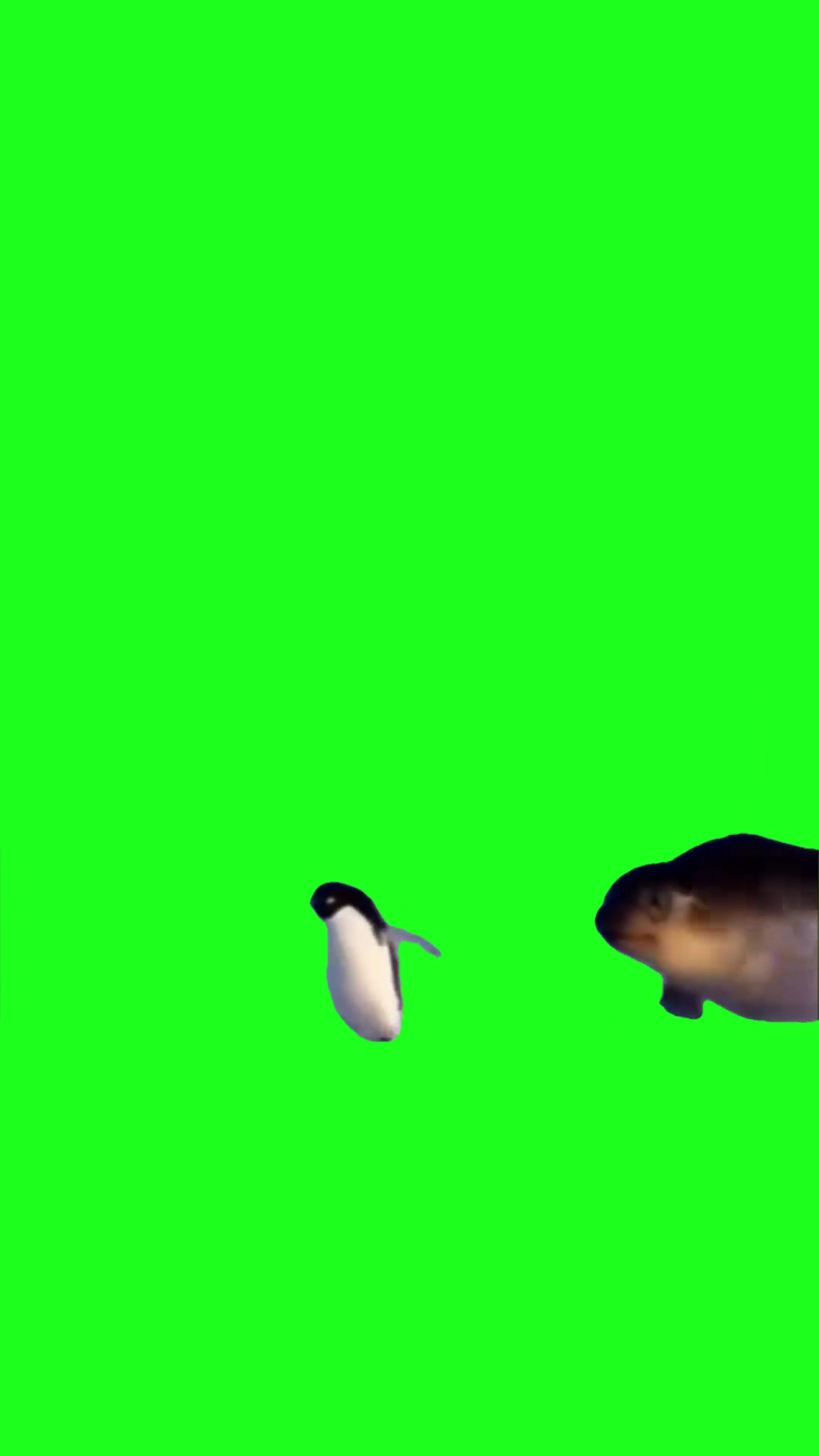Seal Chasing Penguin green screen