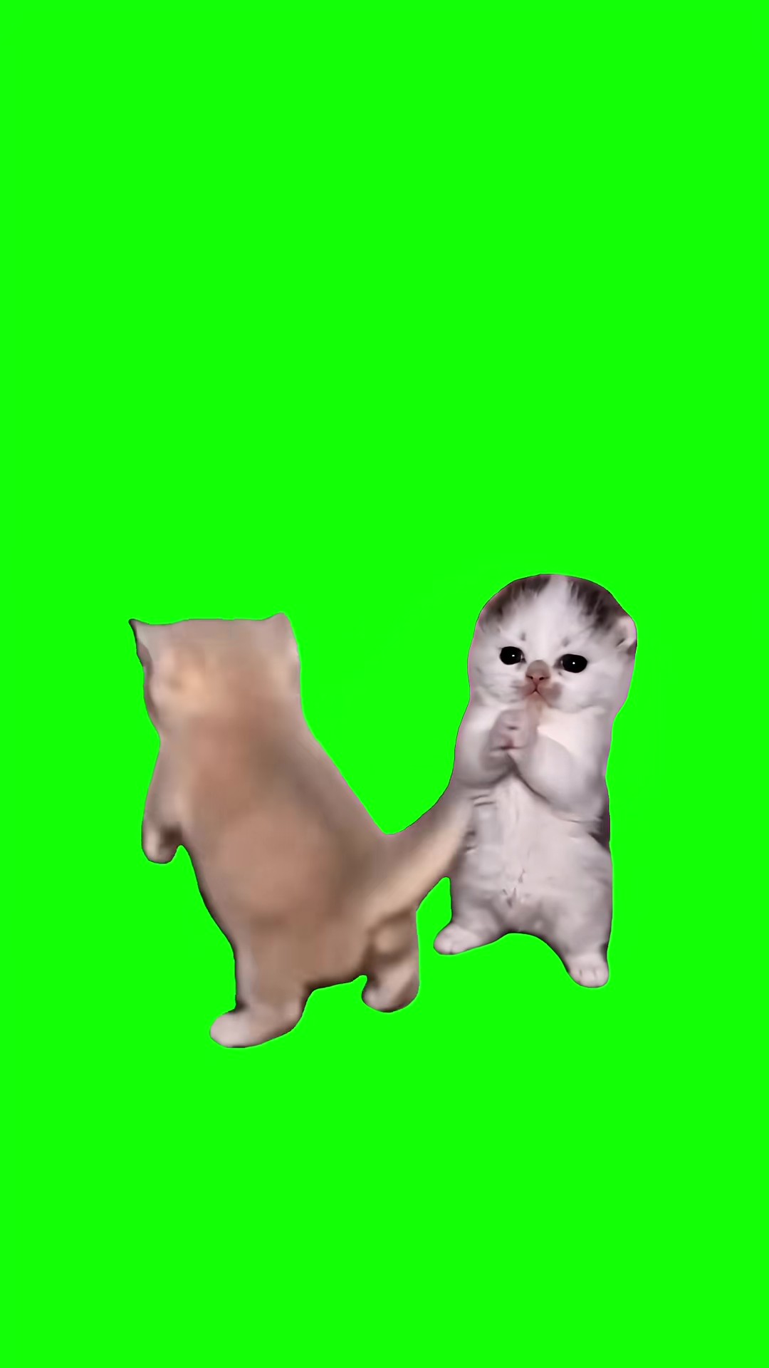 Shake It Shake It Kitten green screen
