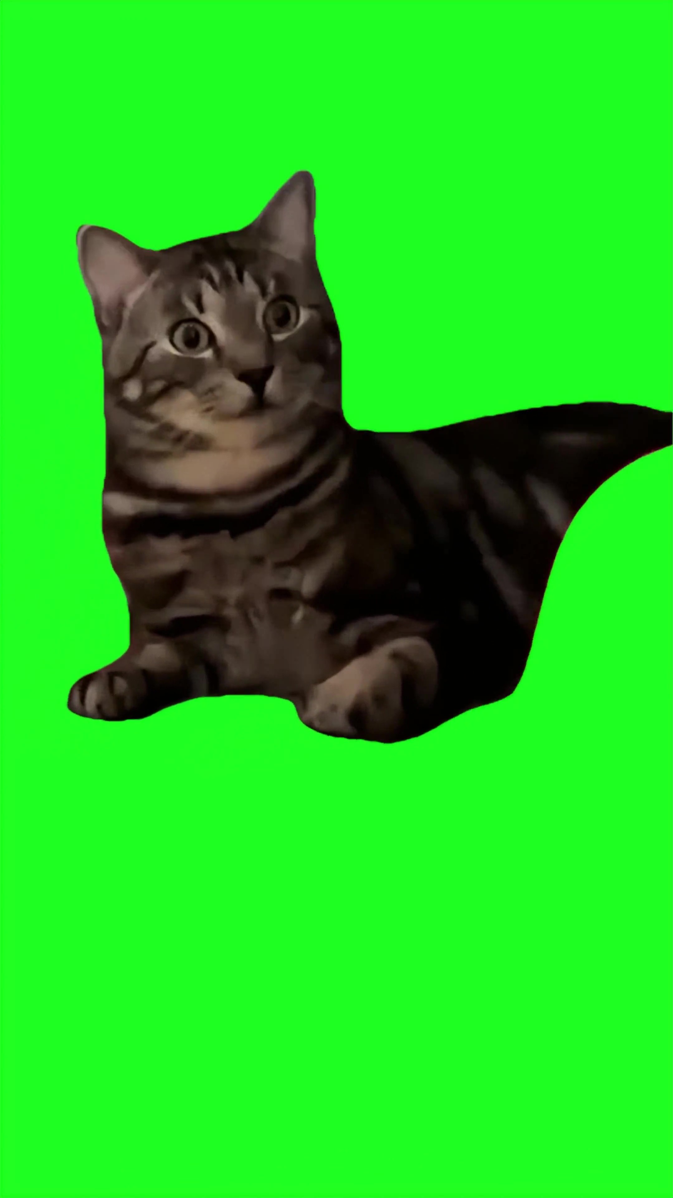 Shocked cat green screen