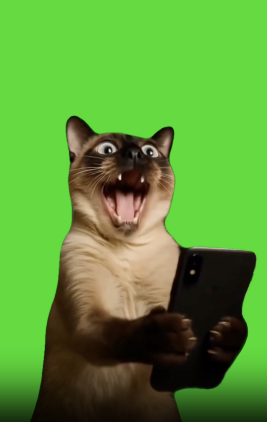 Shocked cat looking at phone green screen