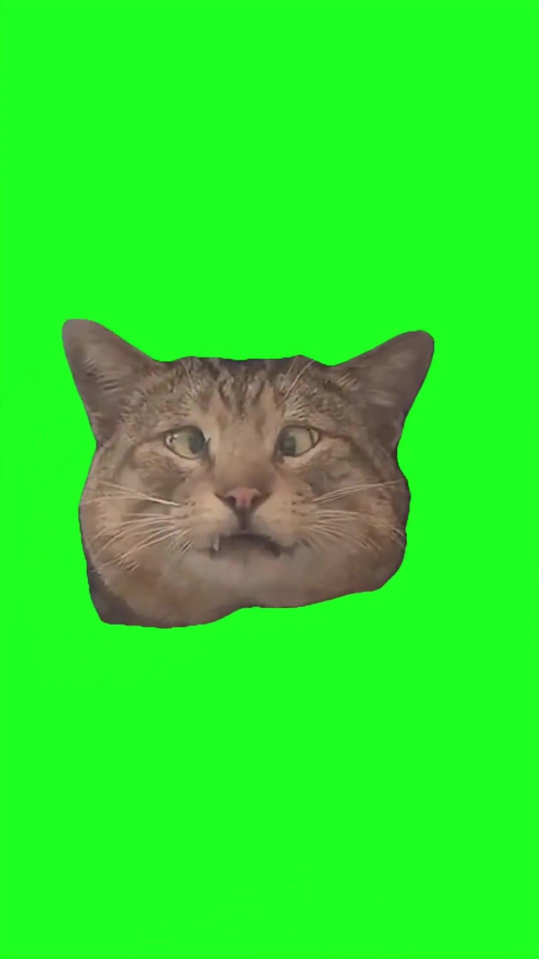 Shocked cross-eyed cat green screen