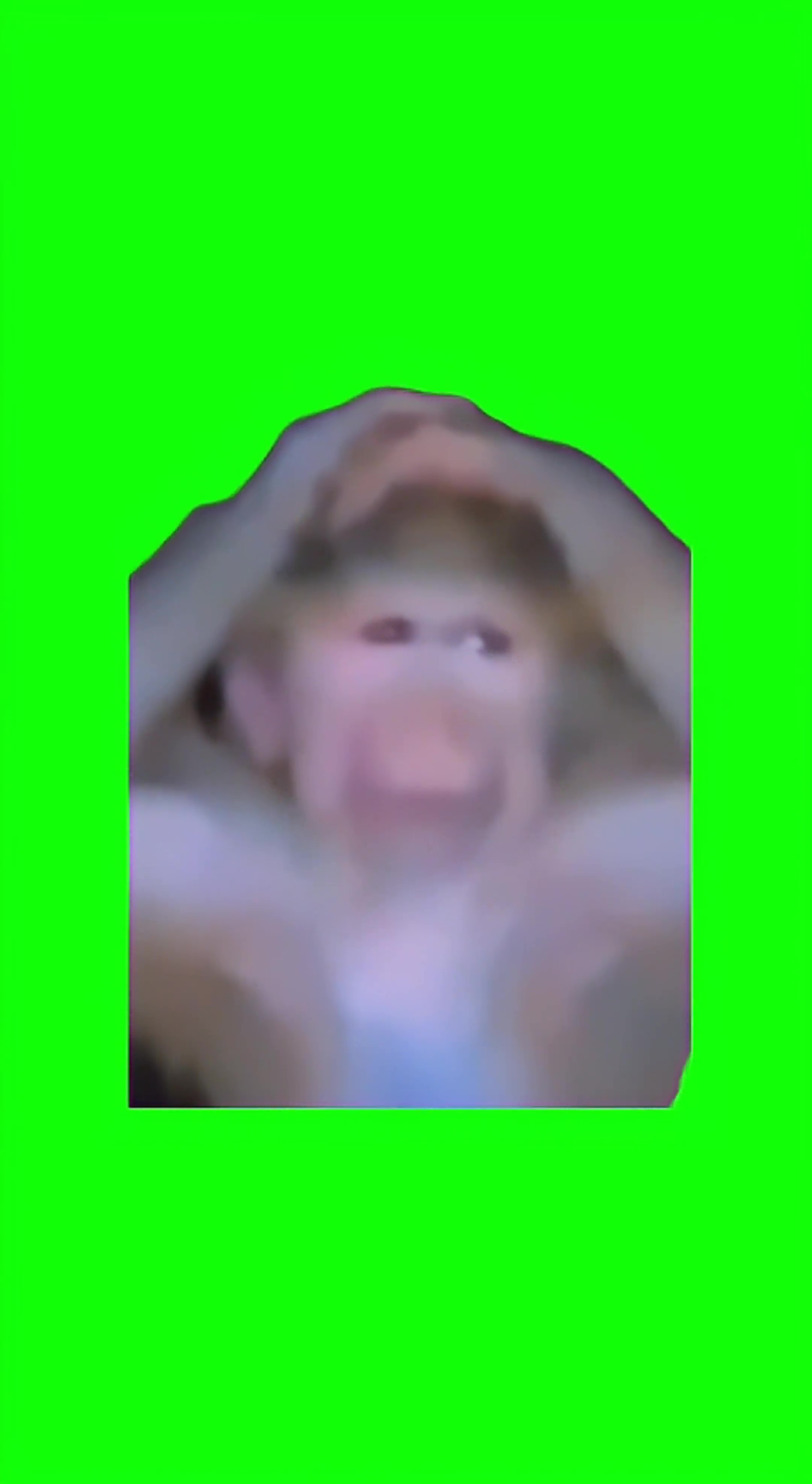 Shocked monkey green screen