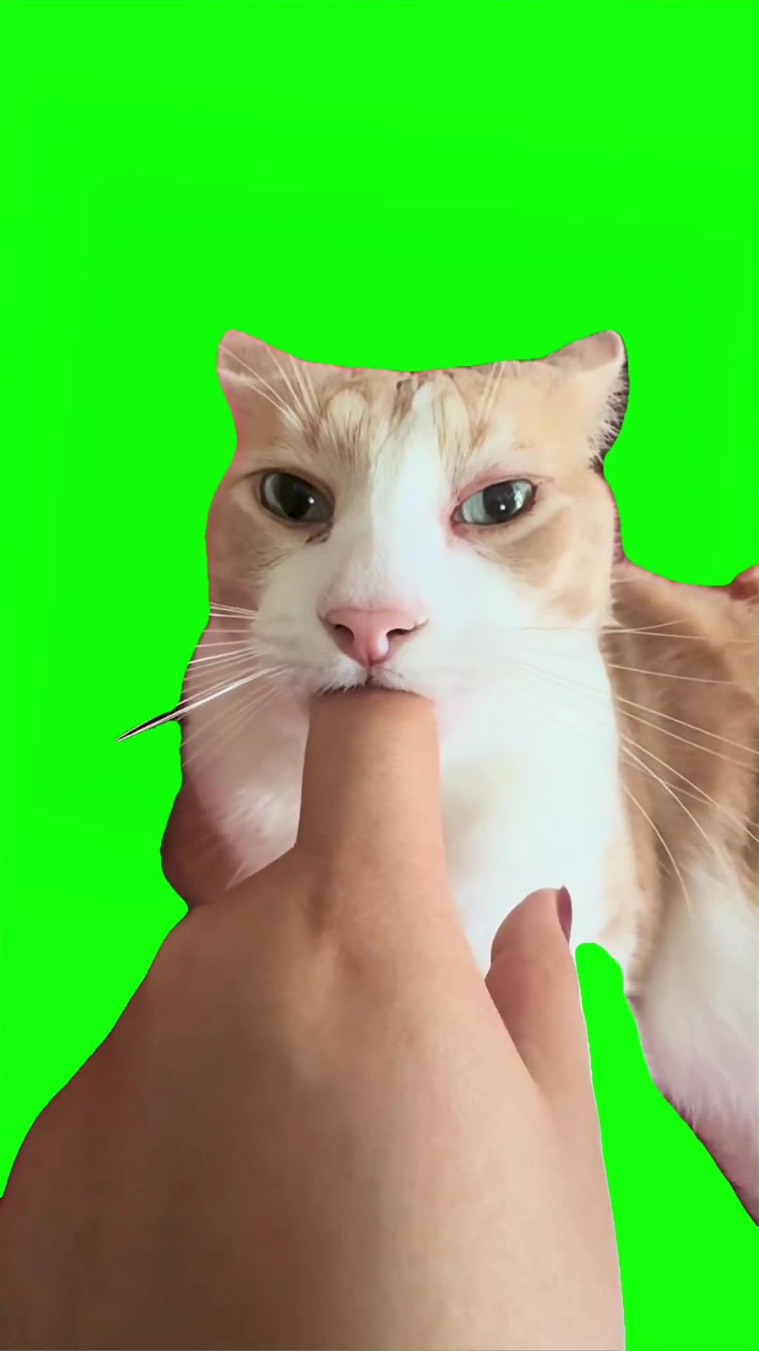 Silly Cat Eating Finger