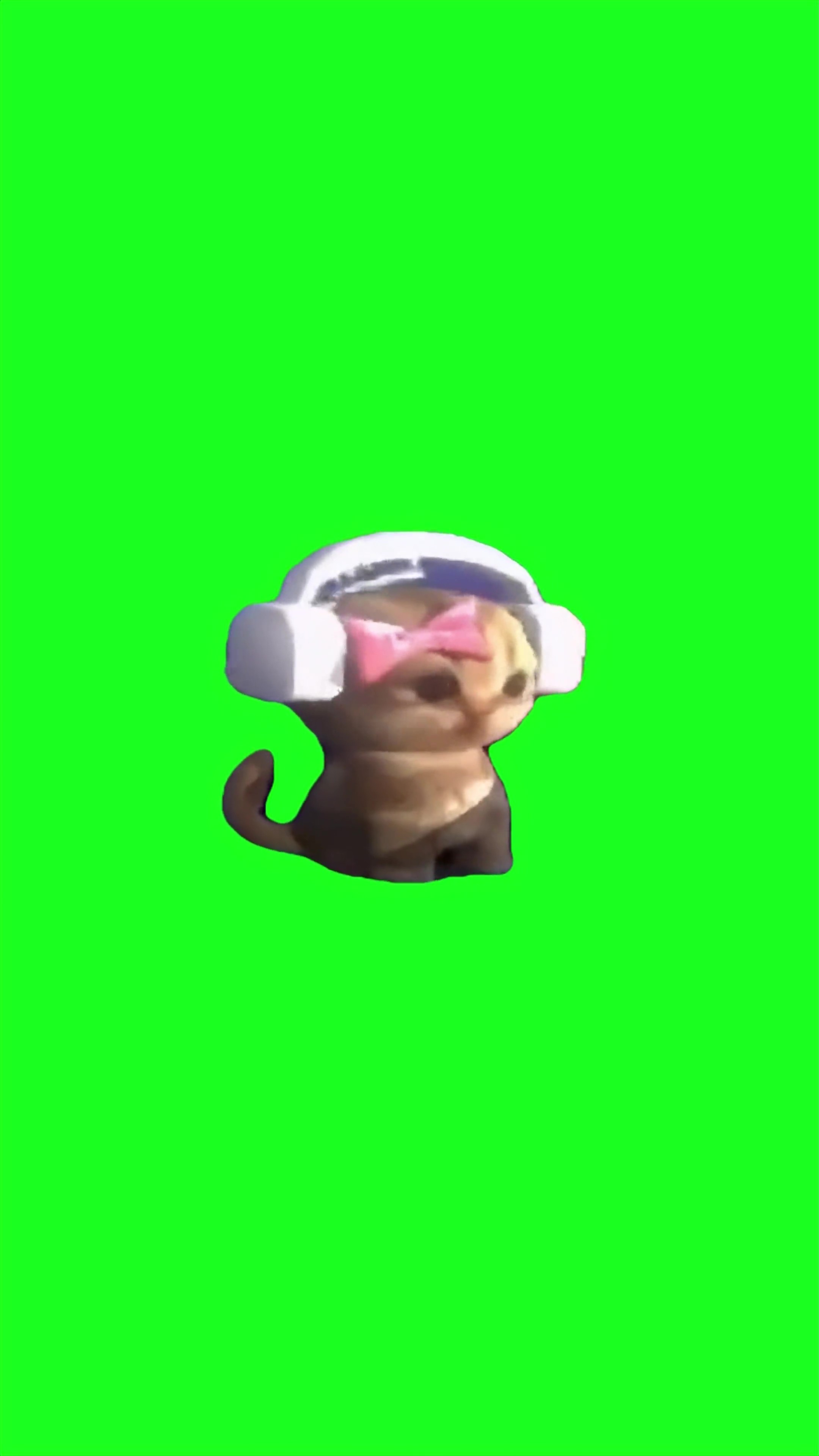 Sim kitten listening to music green screen