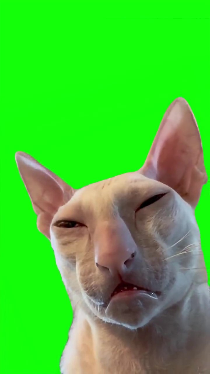 Sleepy cat green screen