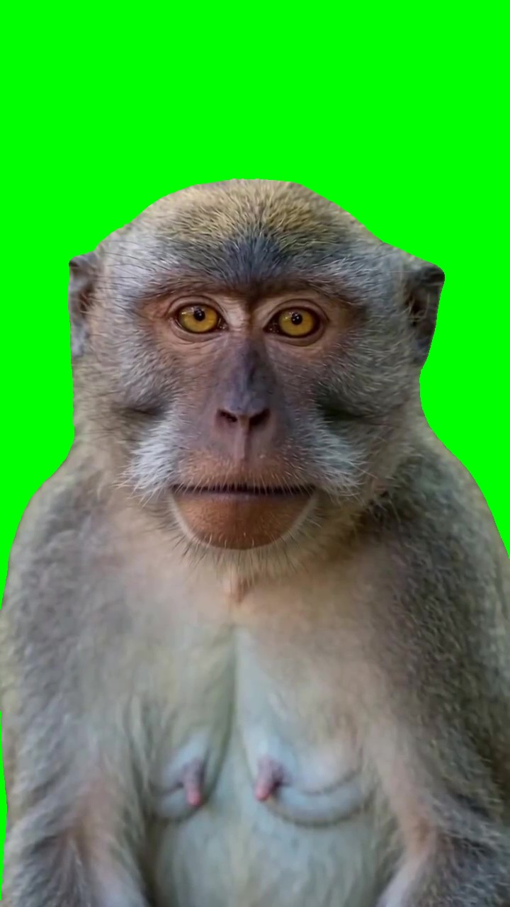 Smiling monkey  green screen