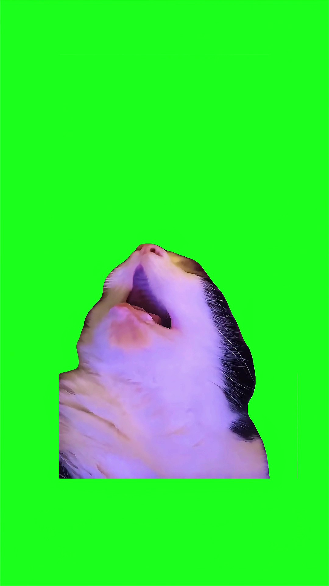 Snoring cat green screen
