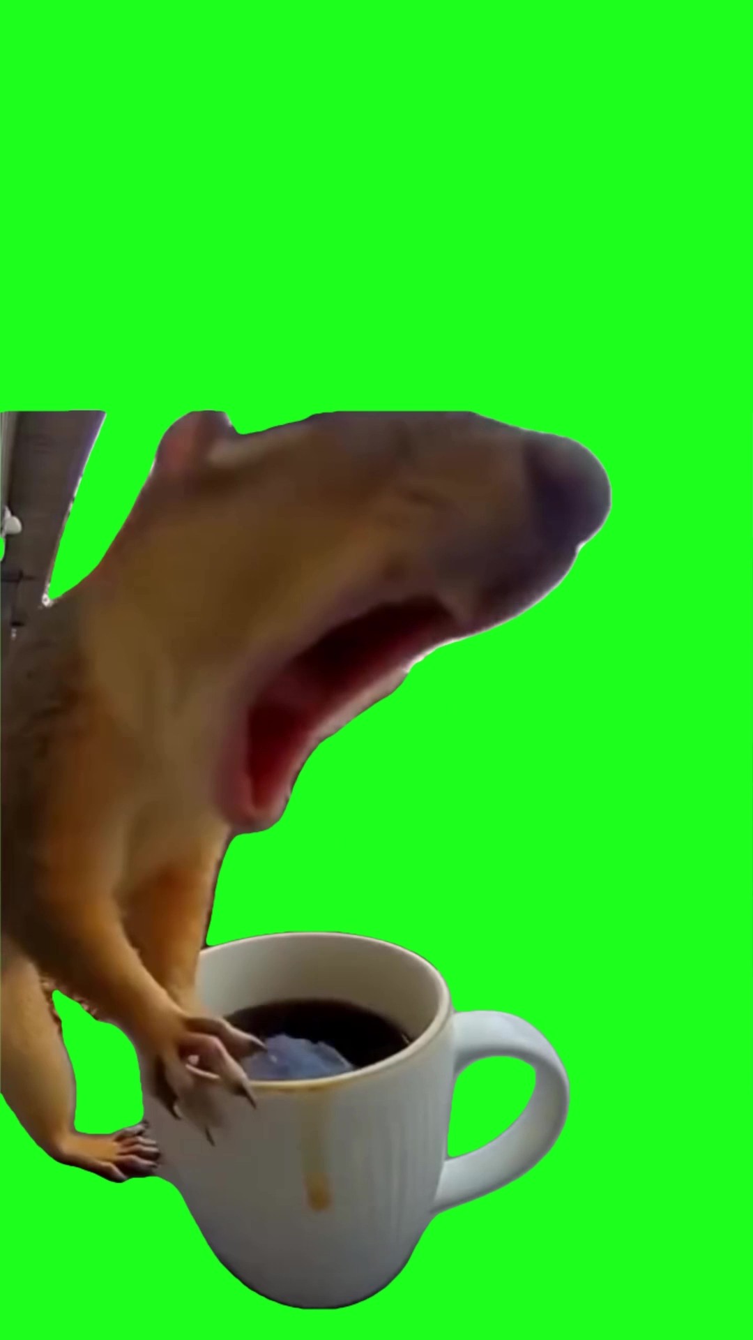 Squirrel on caffeine be like green screen