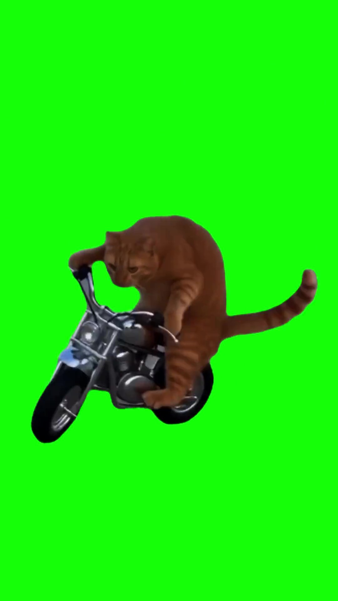 Stunman cat green screen
