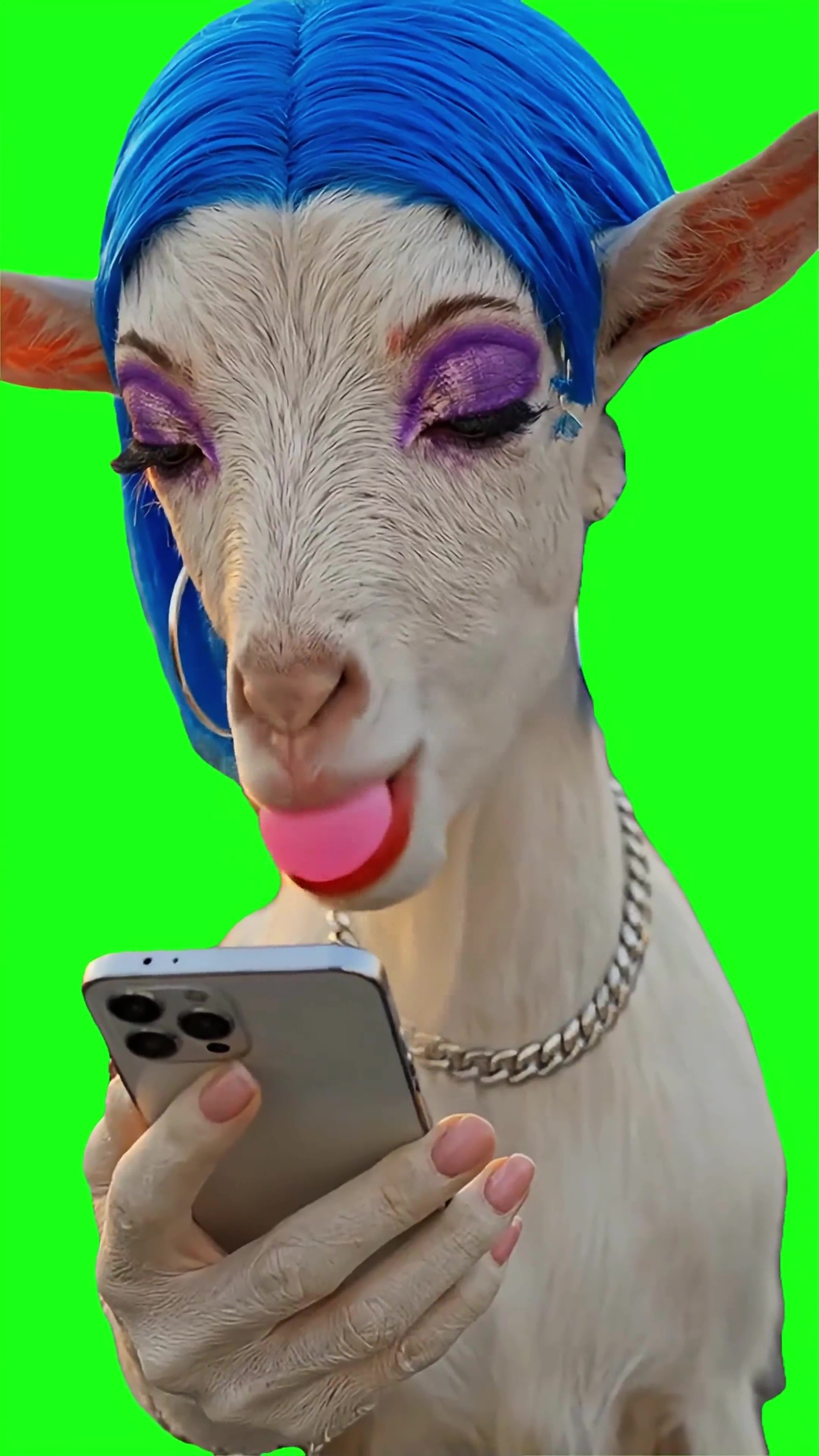 Stylish goat chewing gum