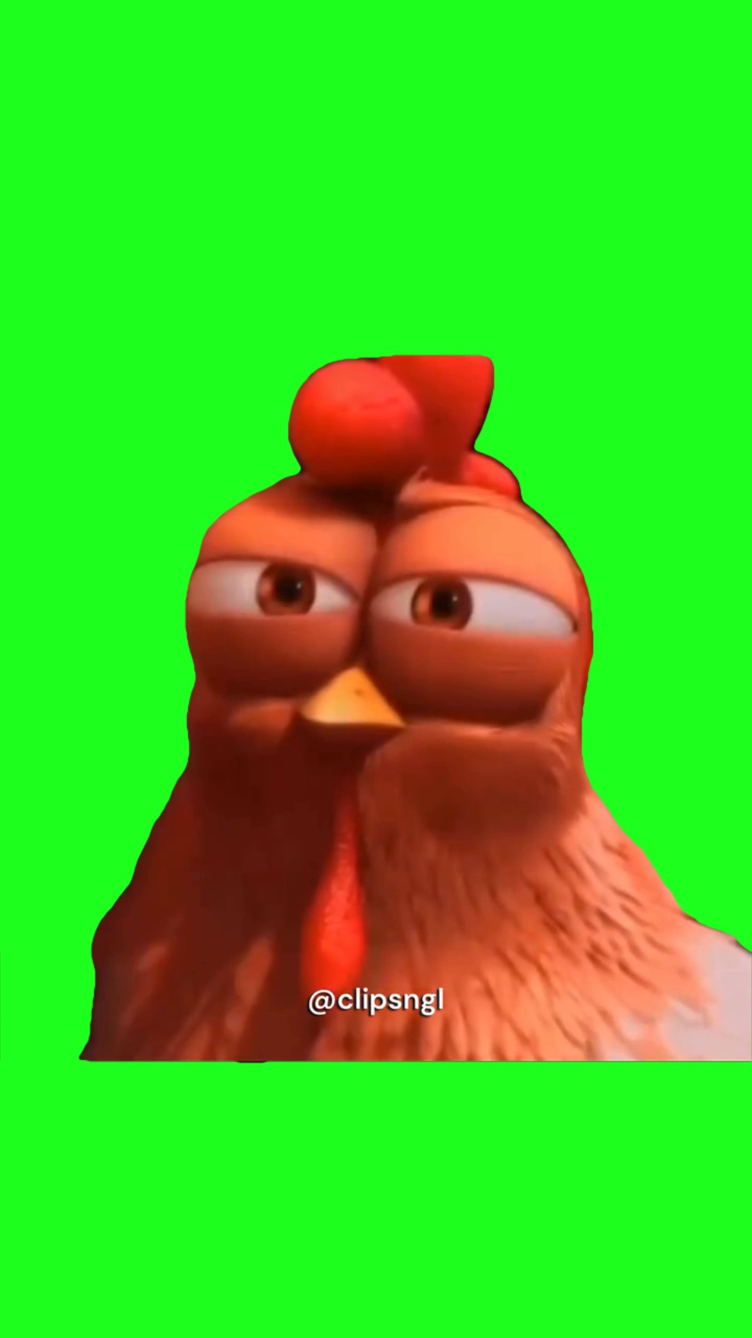 Sus chicken green screen