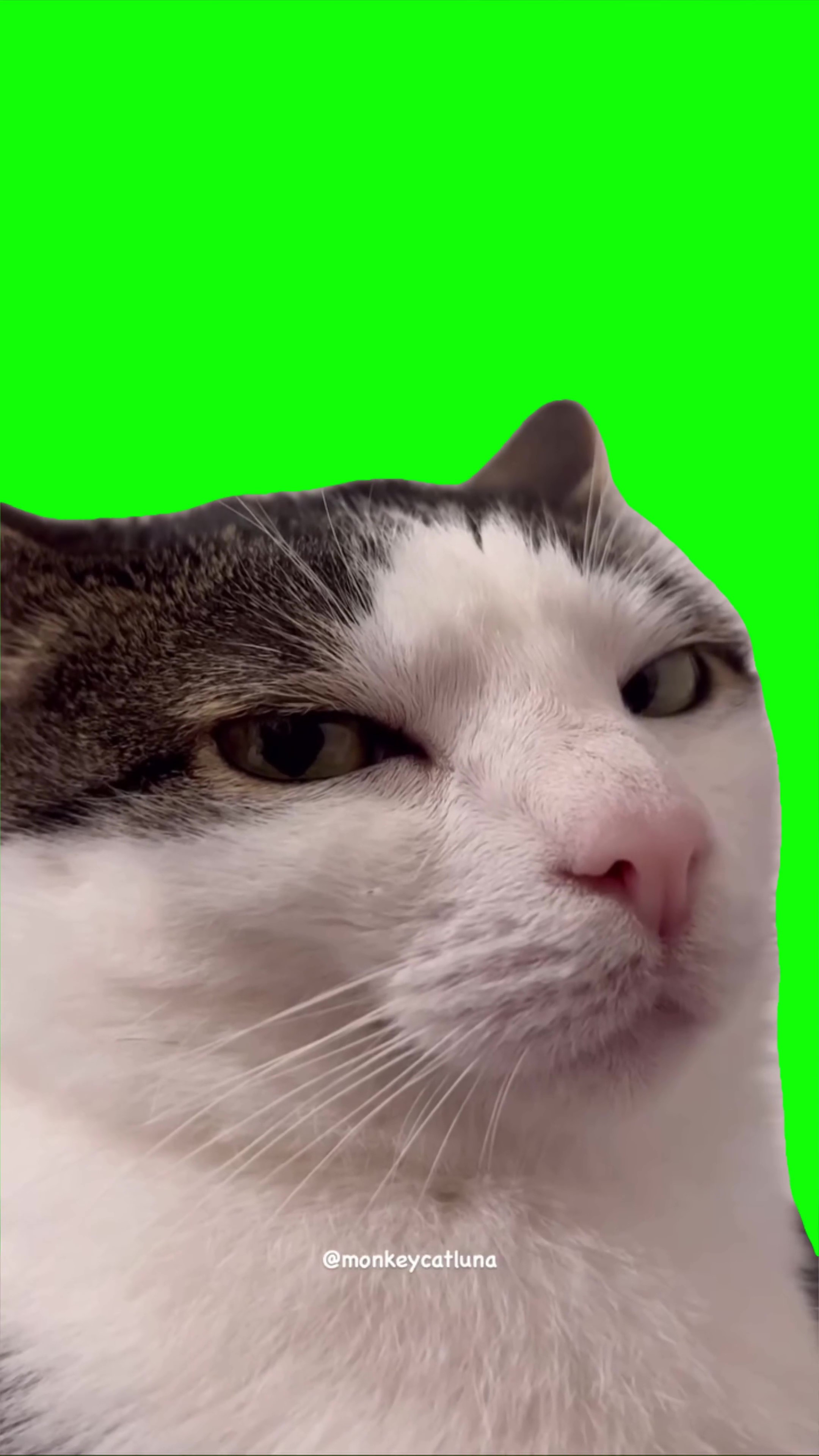 Sus look green screen