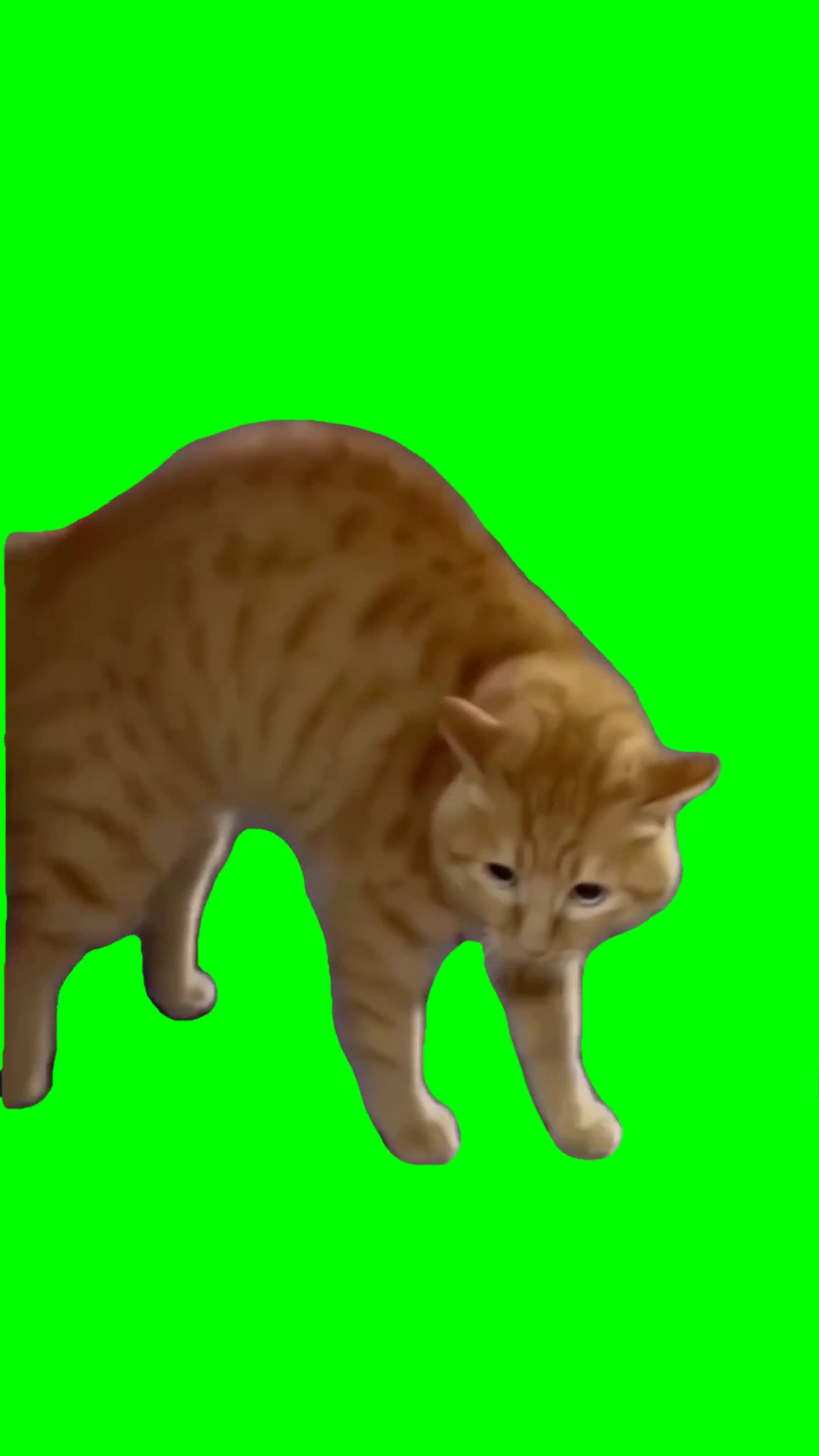 Talking Cat green screen
