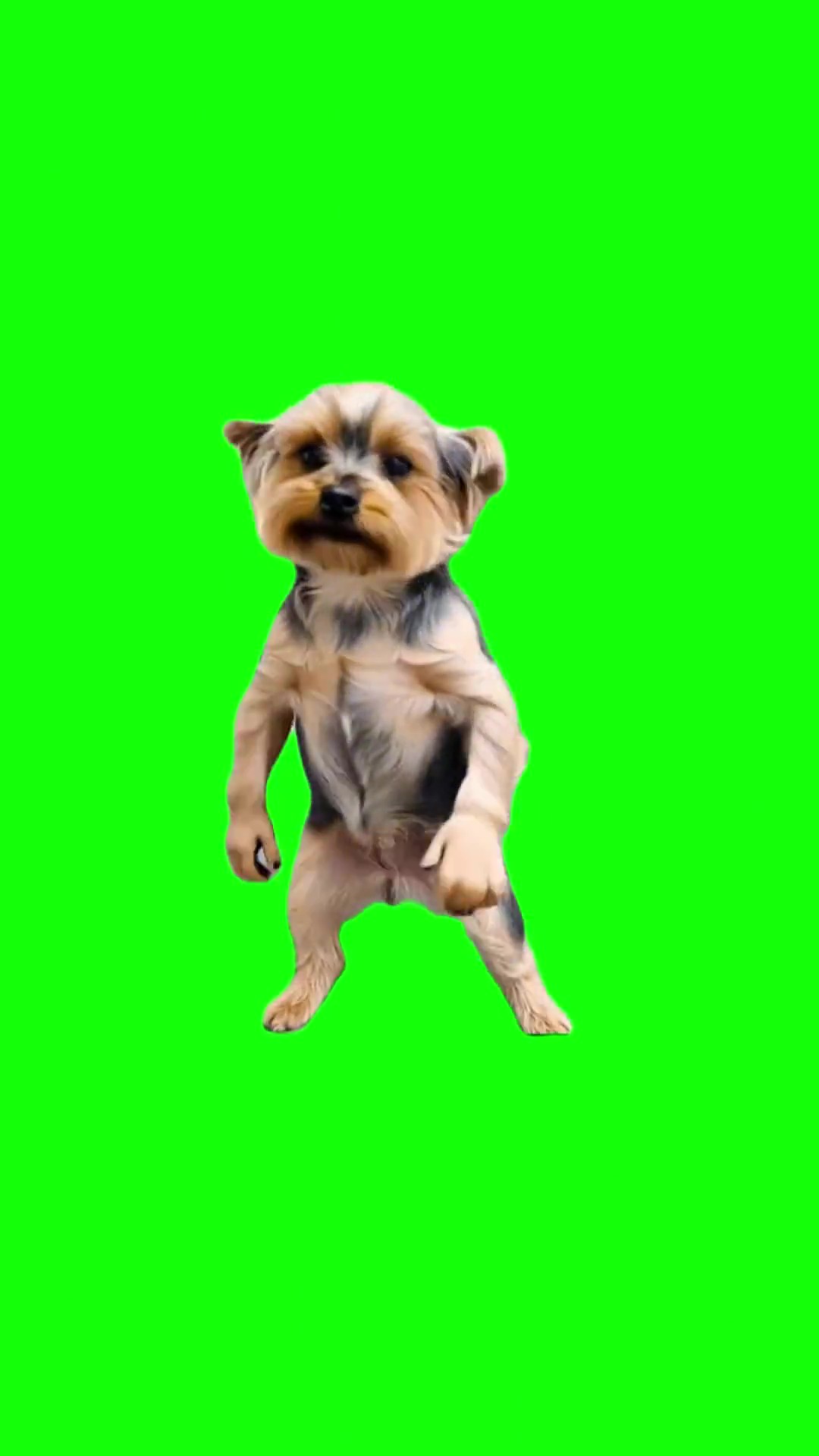 Talking Yorkshire Terrier Dog green screen