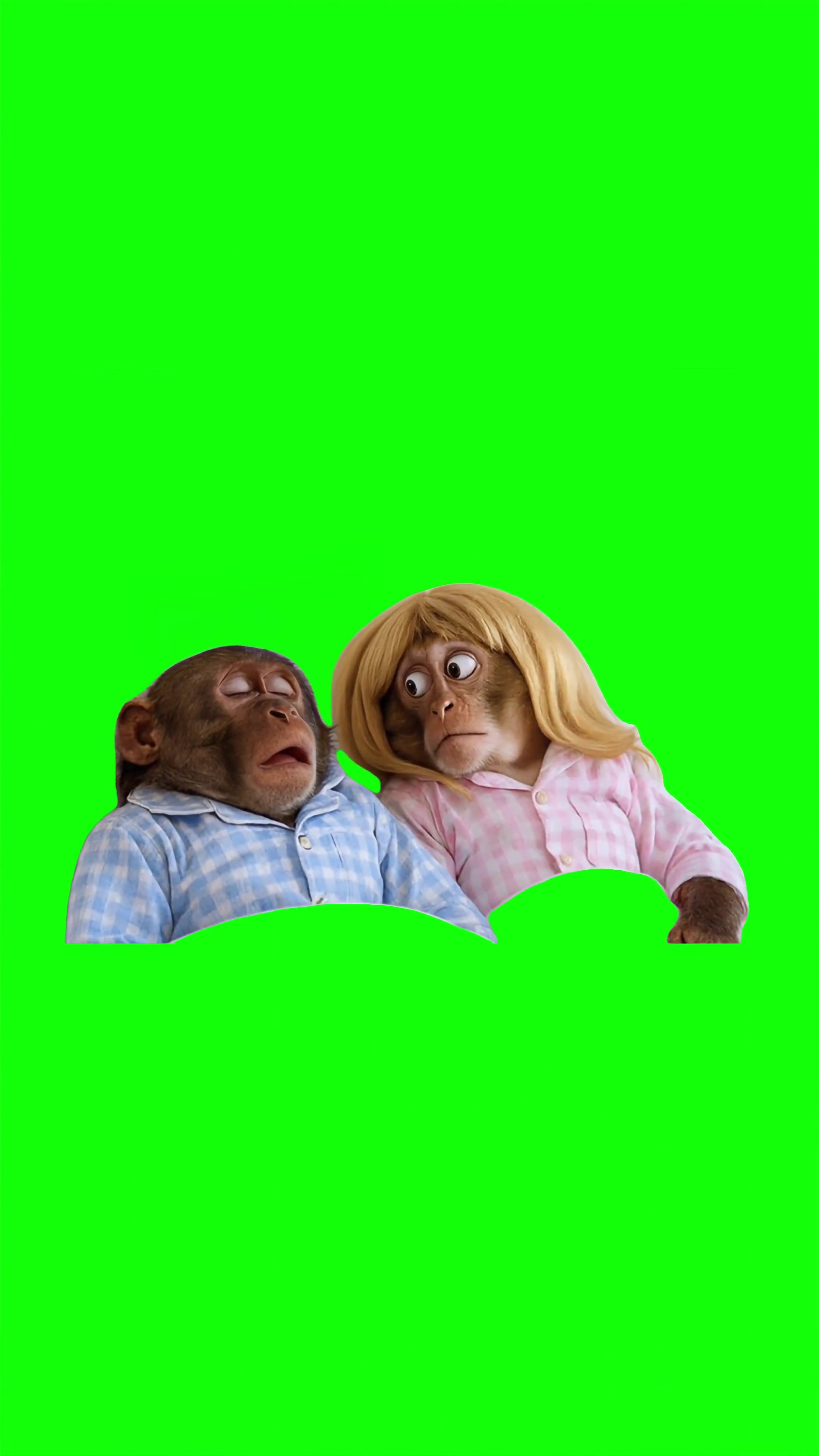 This Monkey Snores Like a Whole Chainsaw green screen