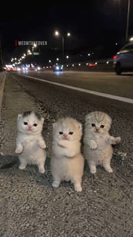 Three Kittens Dancing green screen