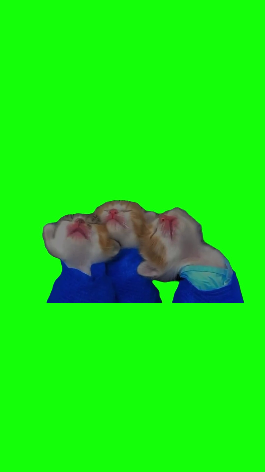 Three Screaming Kittens Choir green screen