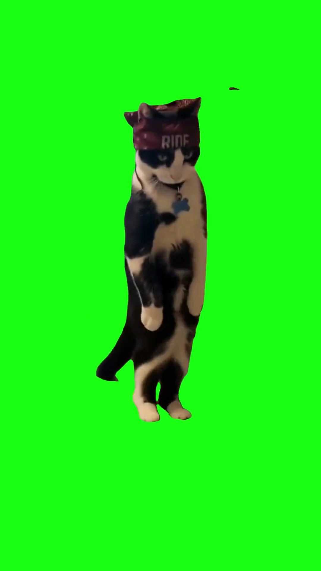 Thugg cat dancing green screen