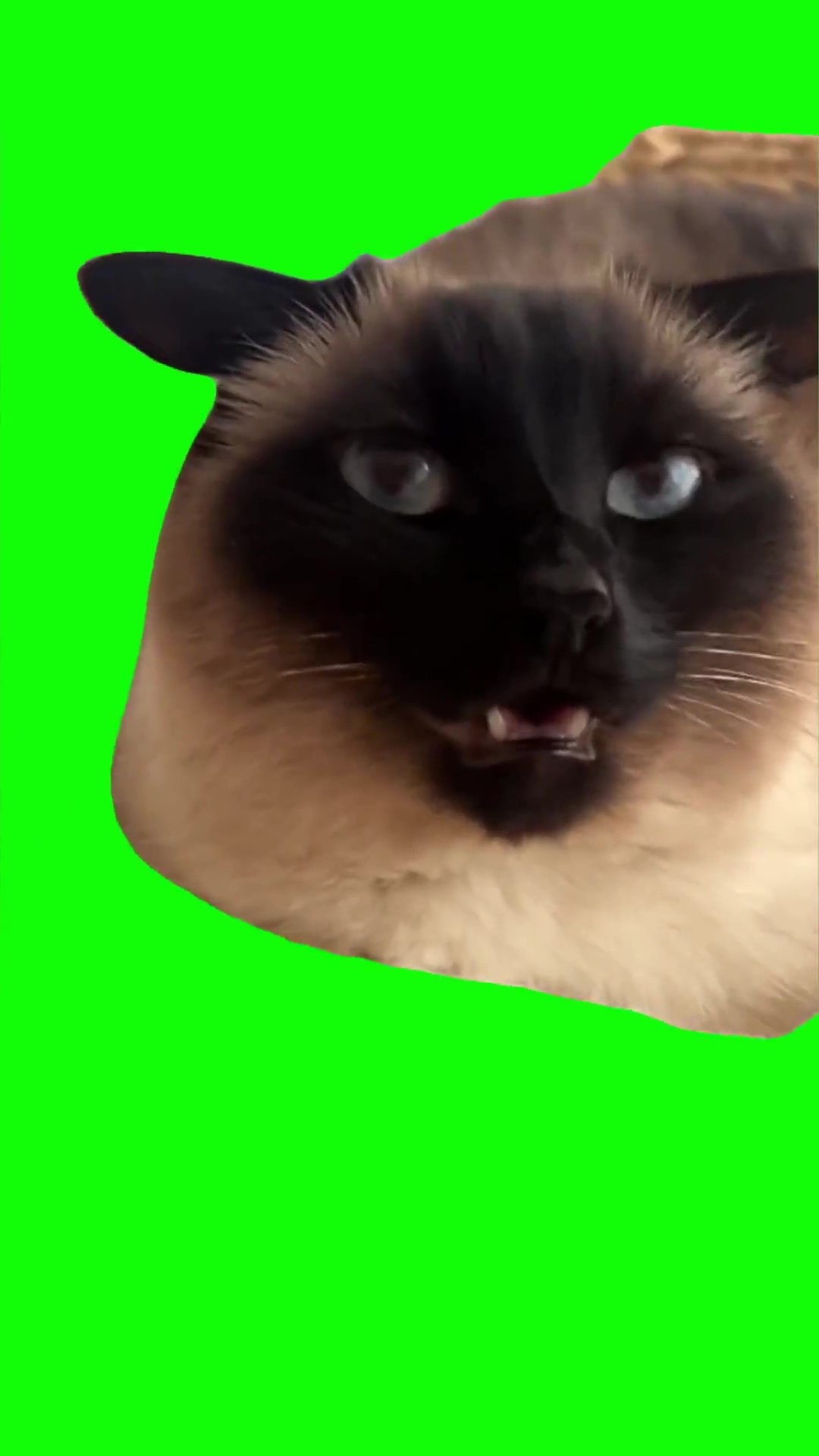 Tingaling cat stare green screen