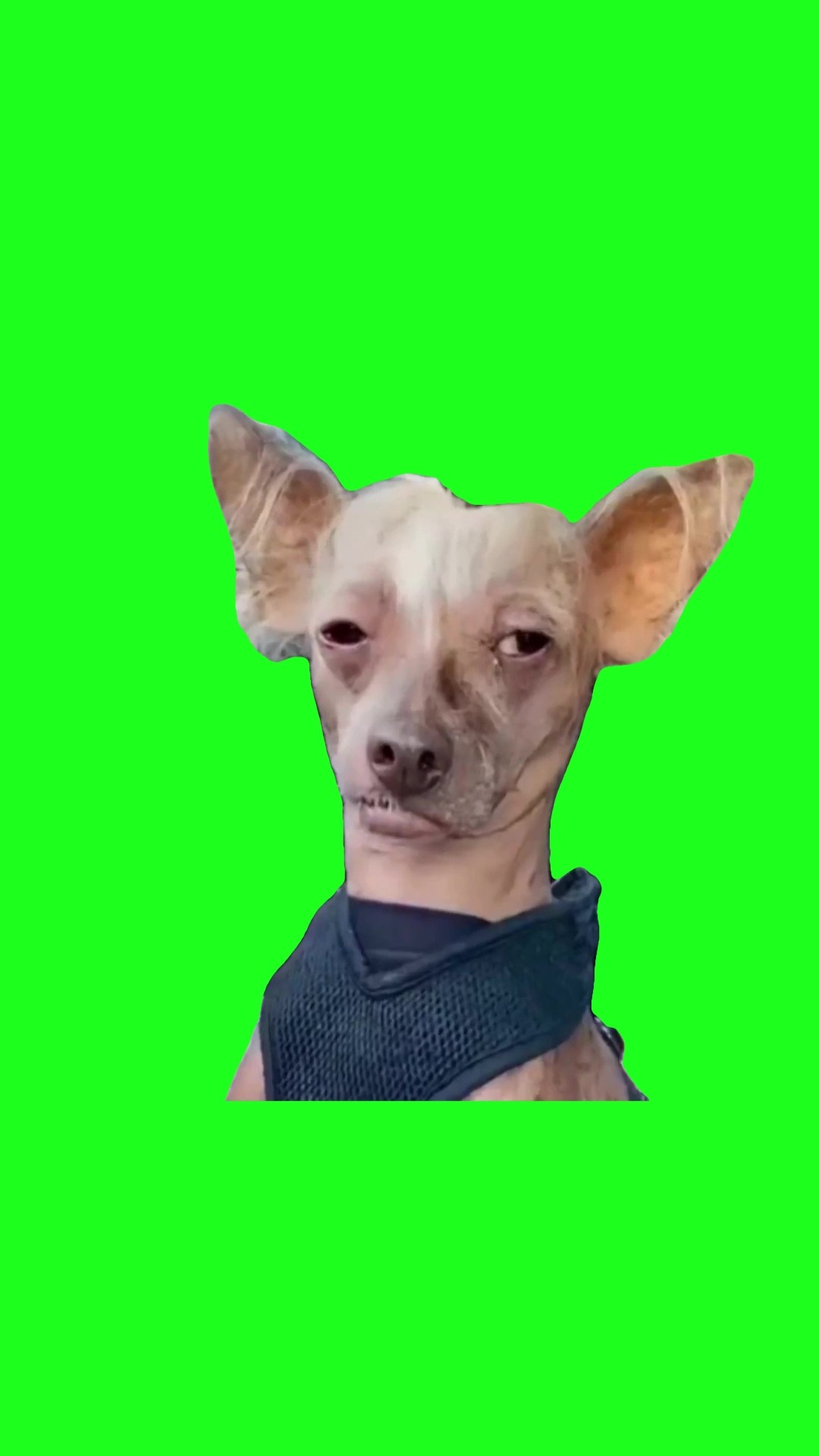 Tired looking dog green screen