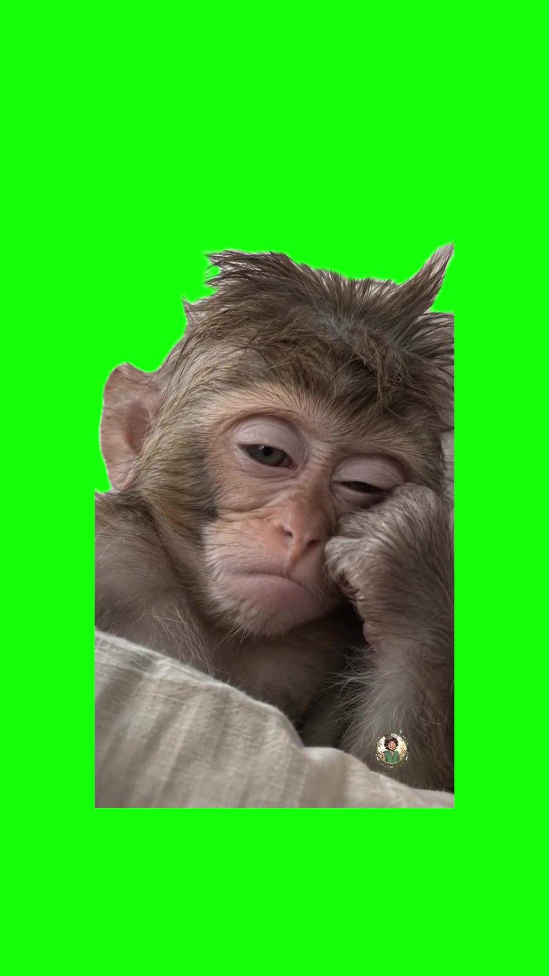 Tired monkey green screen