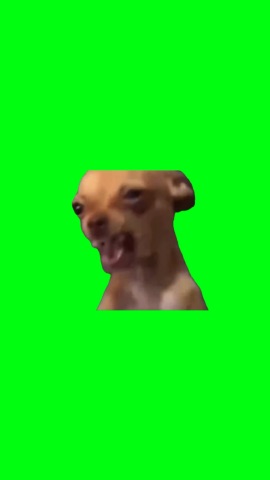 Tweaking Chihuahua Dog green screen