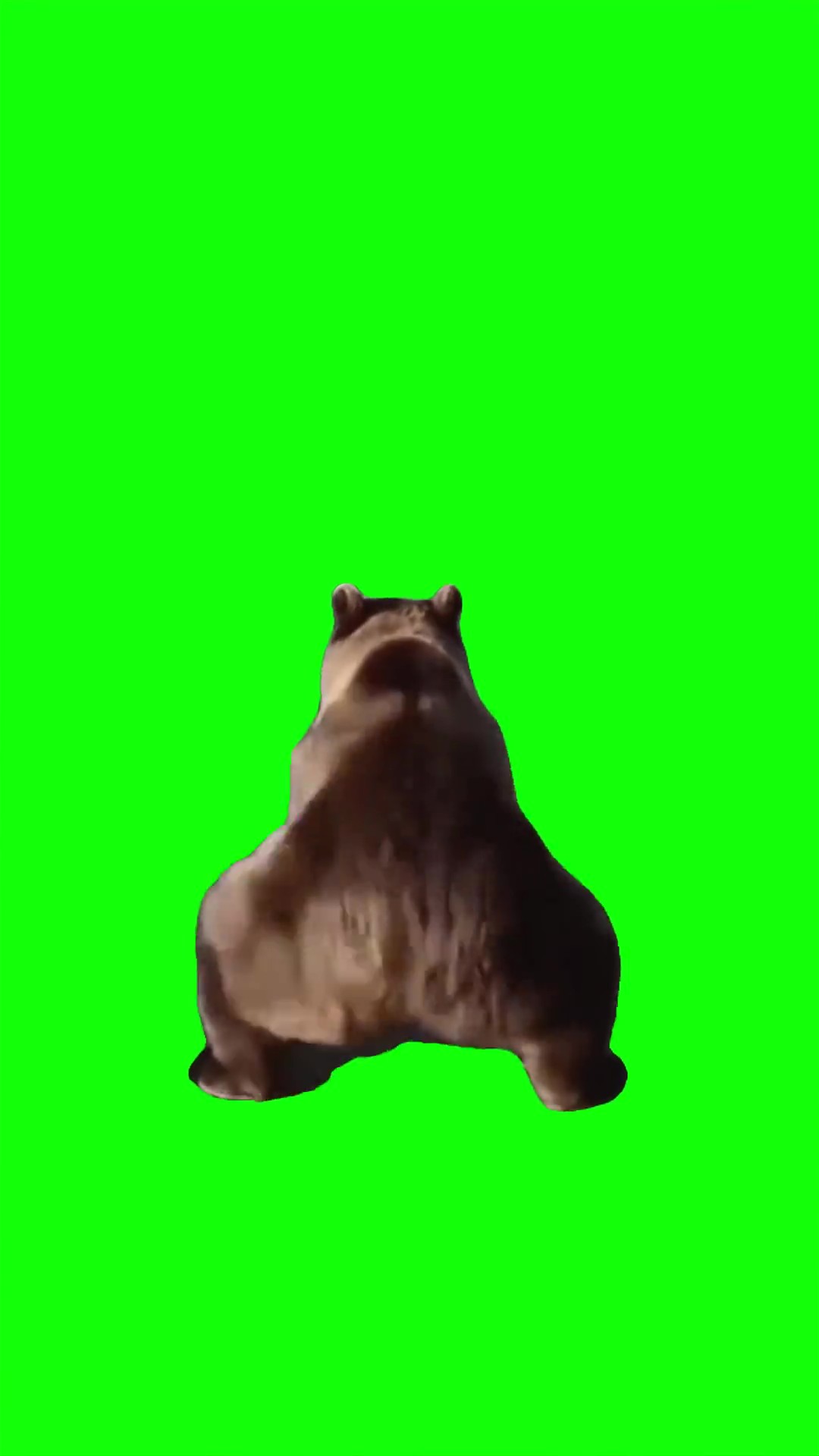 Twerking Bear green screen