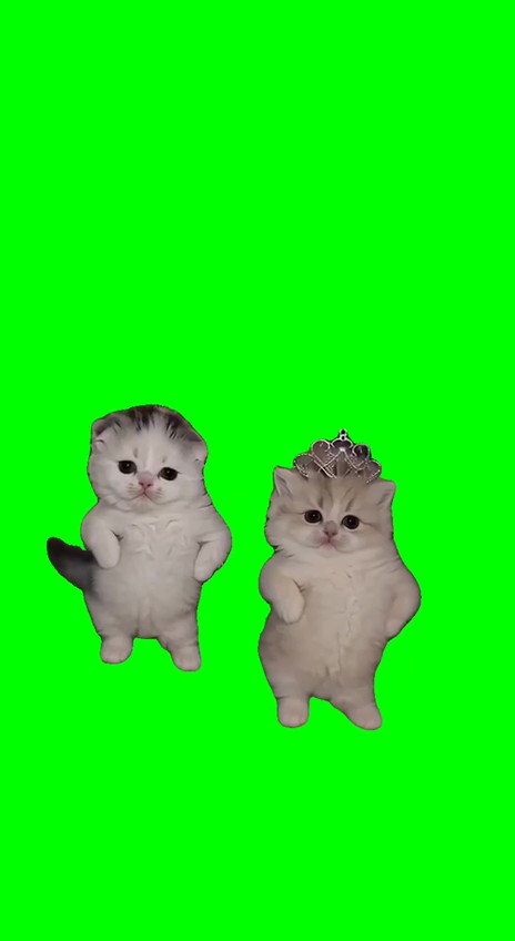 Two Kittens  Dancing green screen