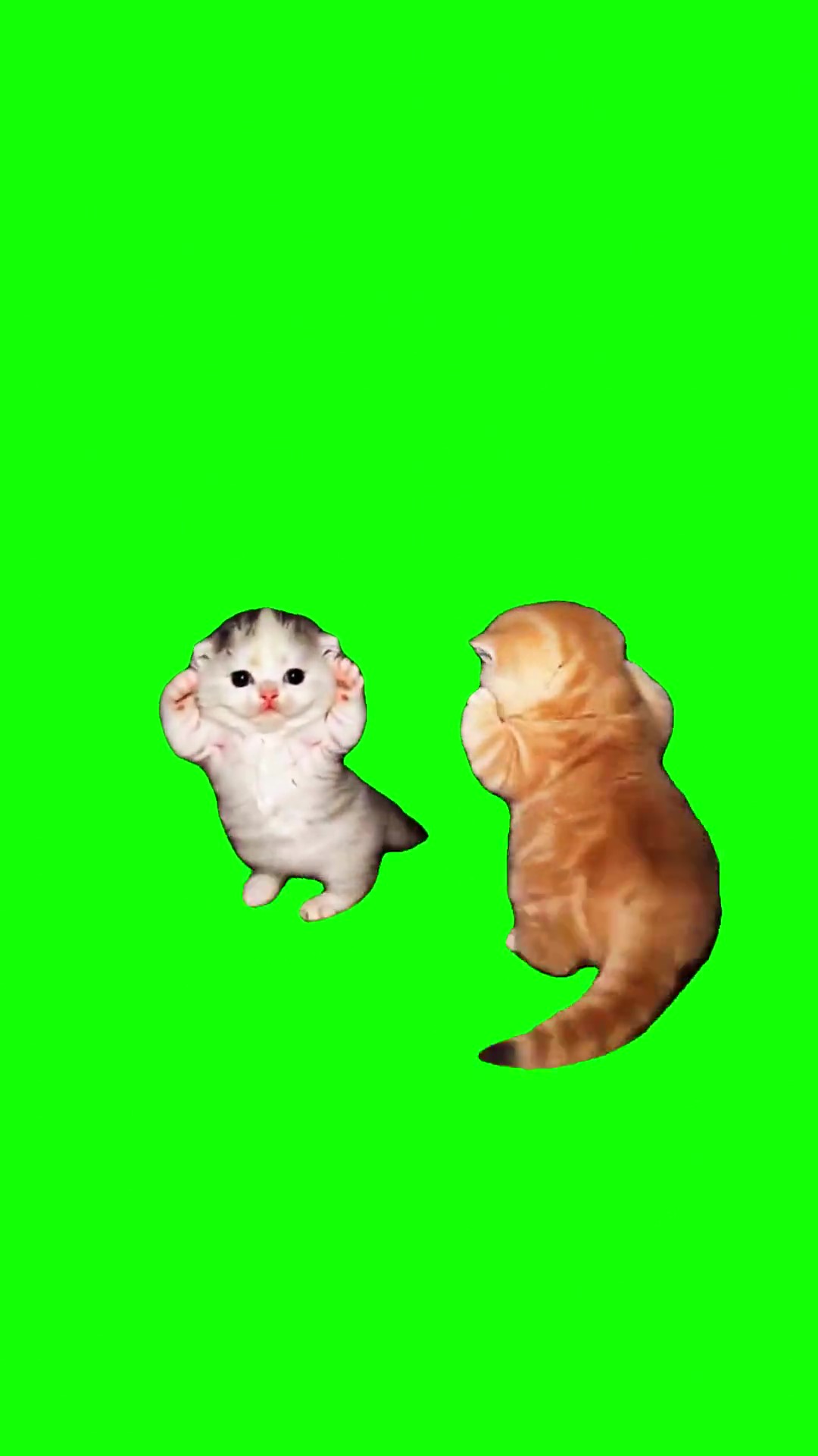 Two Kittens Dancing to Gasolina green screen