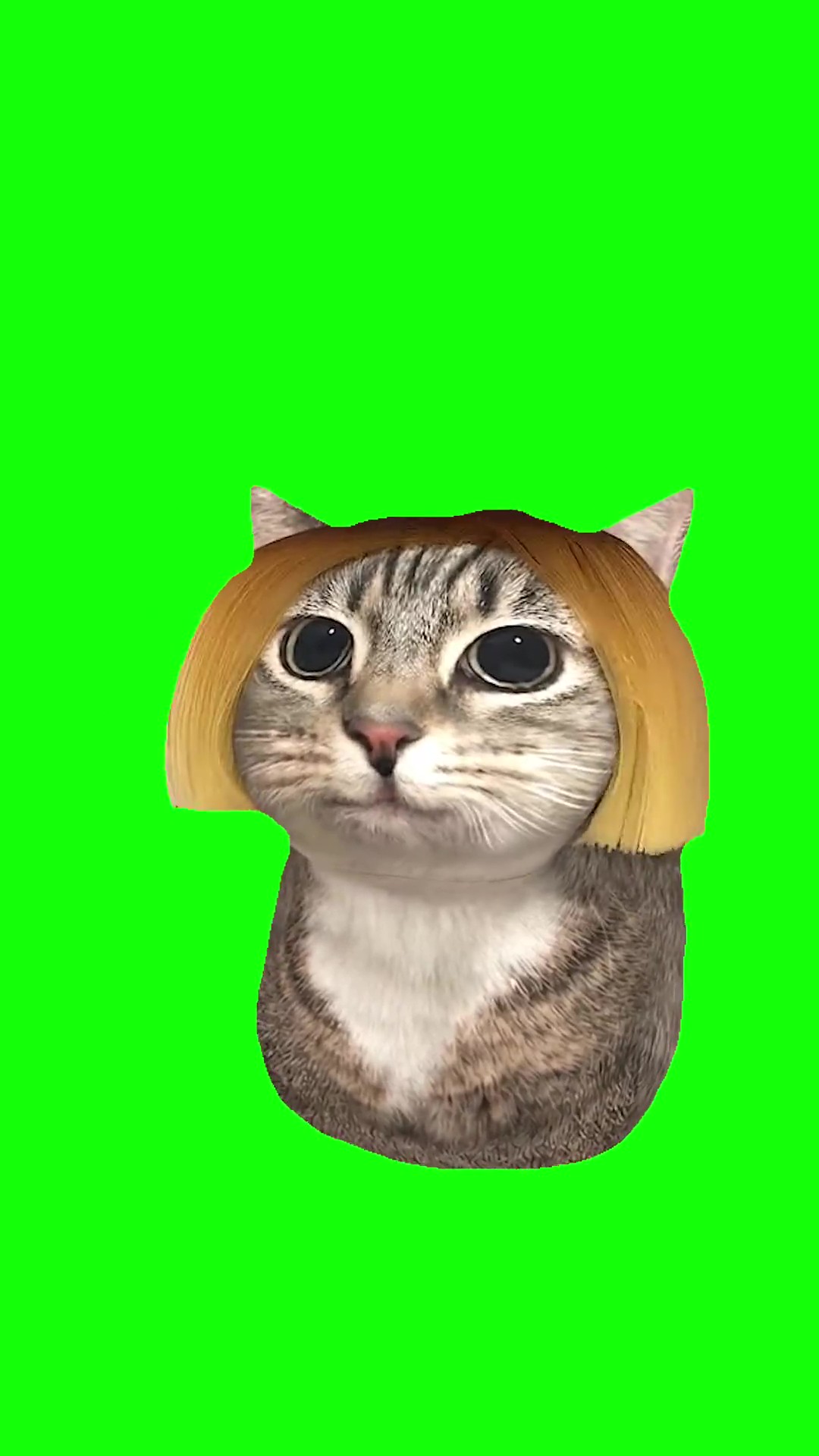 UIA Cat – “Get a Bob” Trend green screen