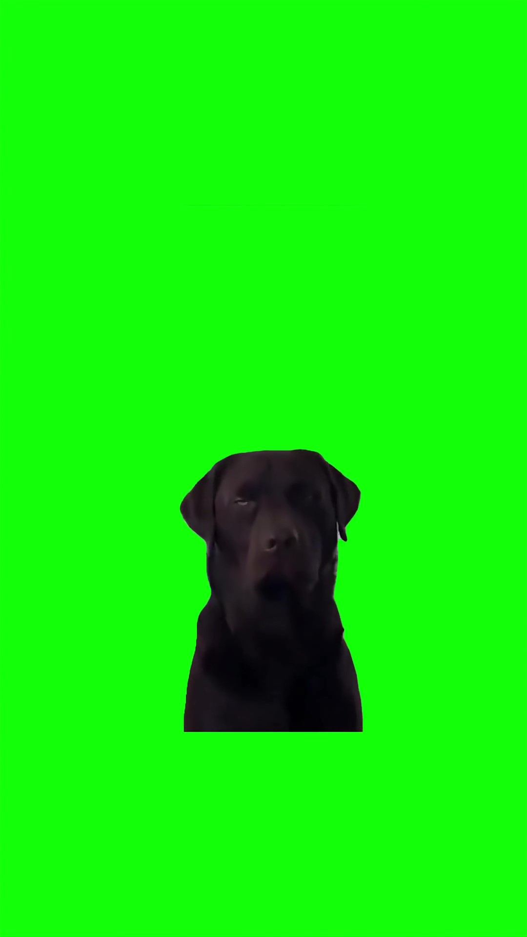 Unimpressed dog green screen