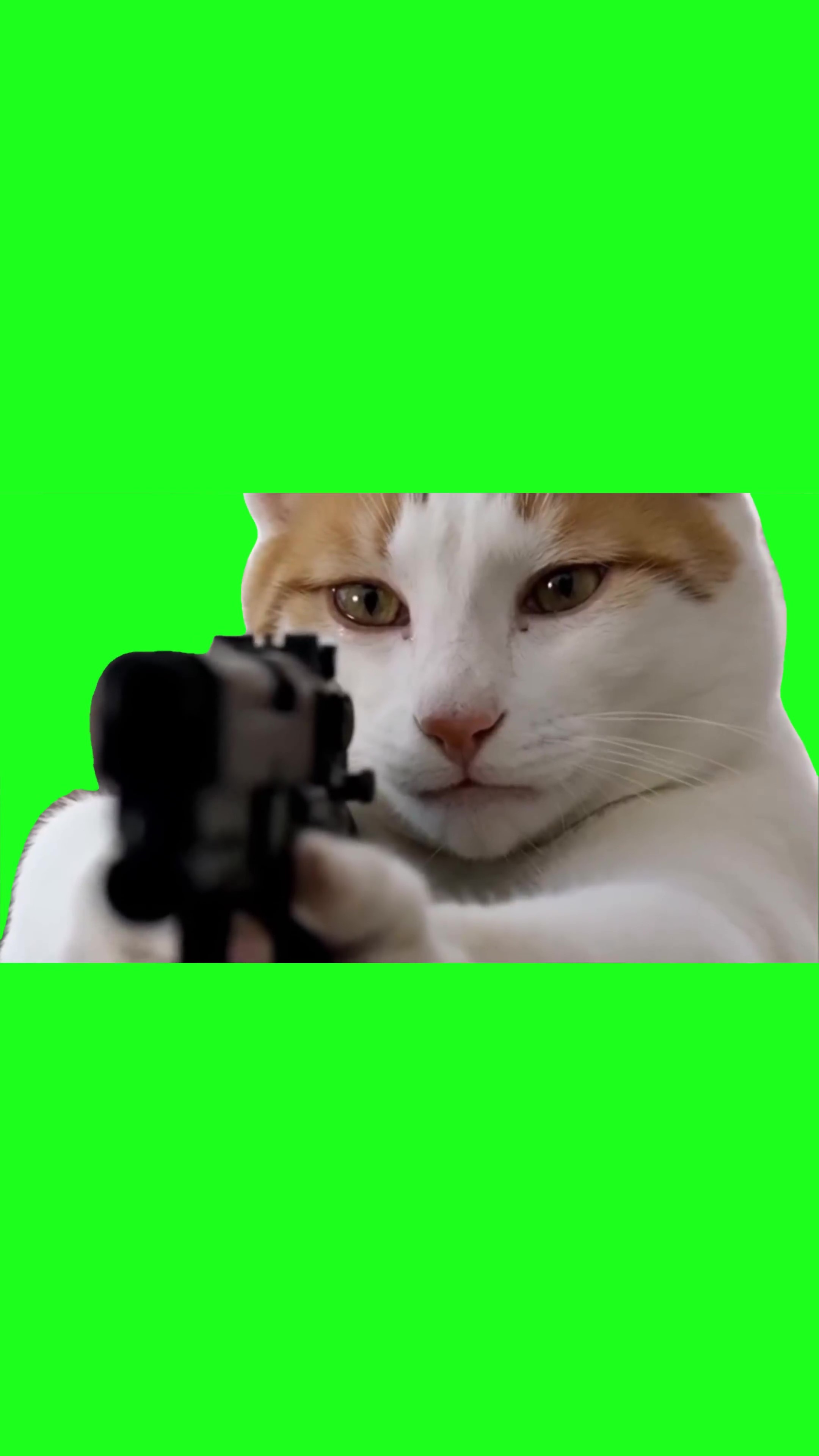 Upset cat