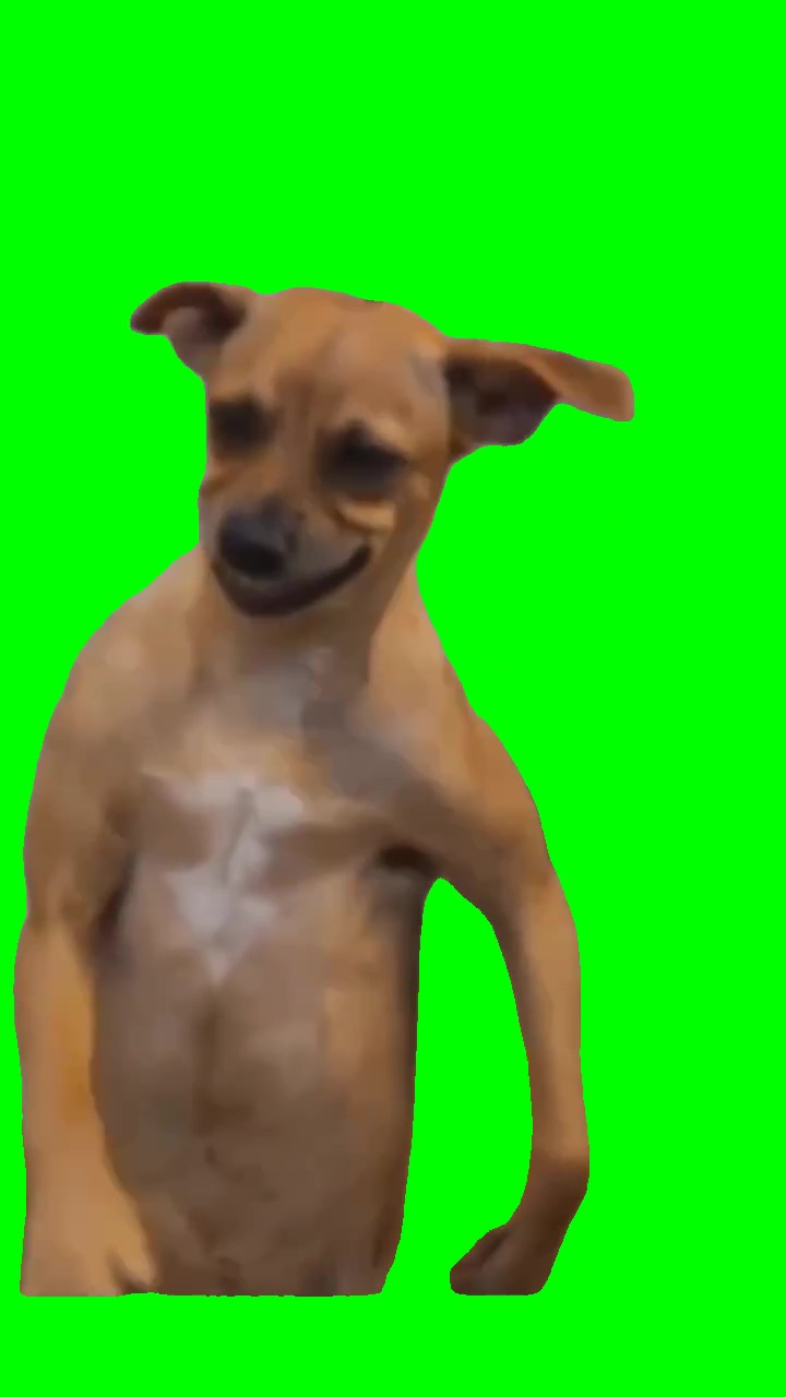 Usher usher dog green screen