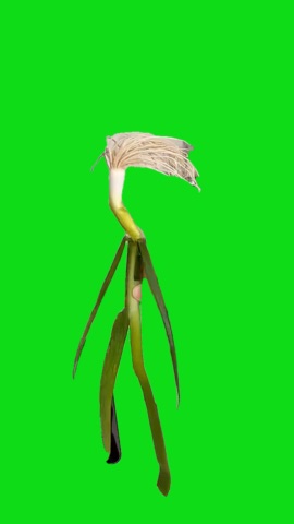 Walking Onion Haaland green screen