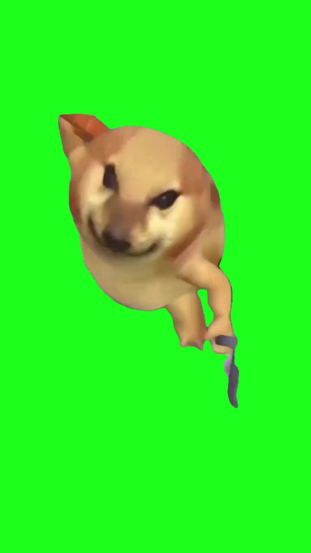 What the dog doing green screen