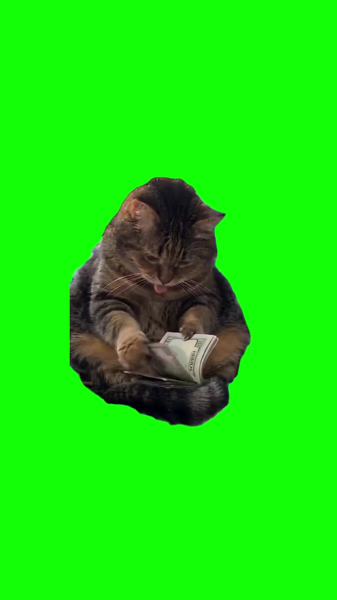 Whisker counts money green screen