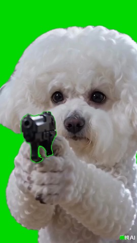 White Poodle Dog Points A Gun green screen