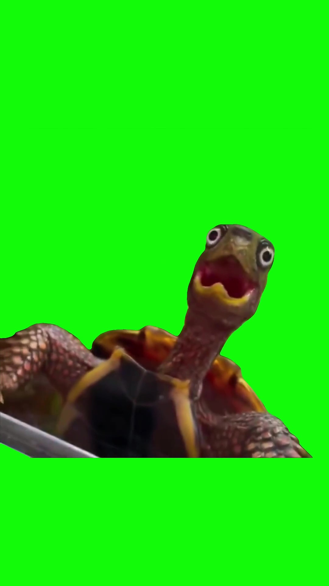 Woah turtle green screen